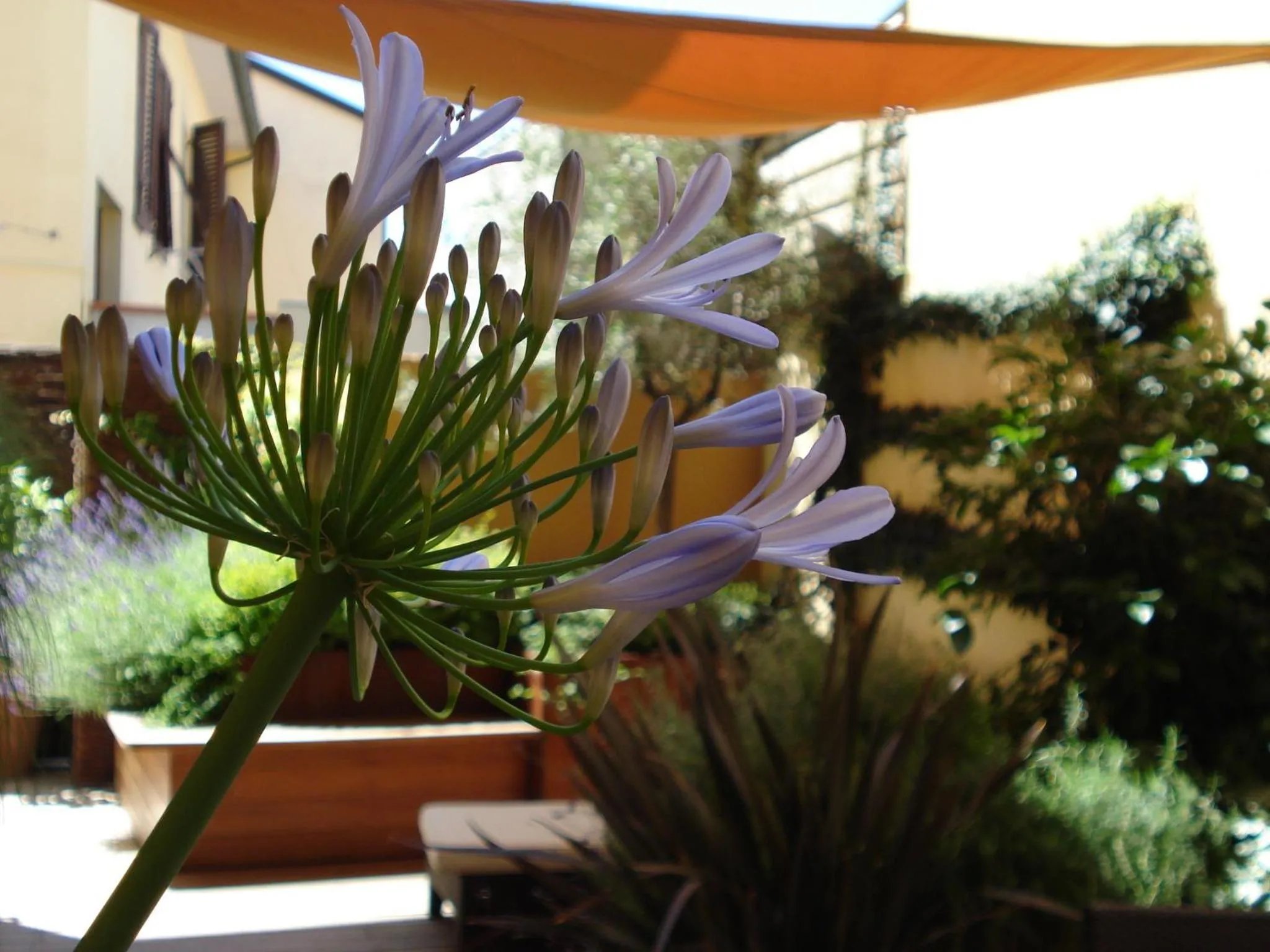 Patio in B&B Guerrazzi