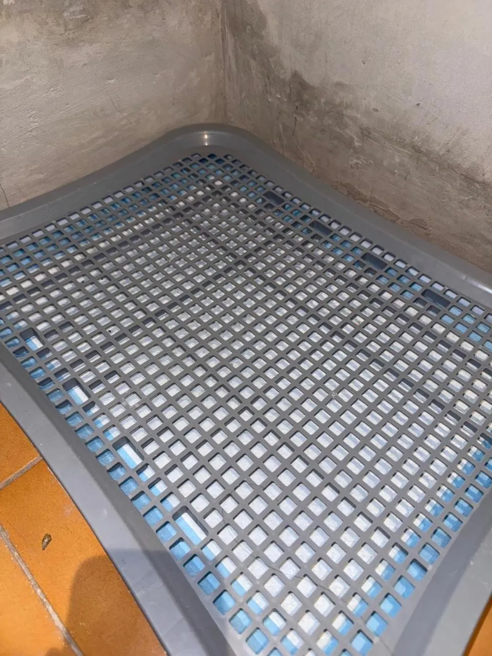 Animals in Eisei House