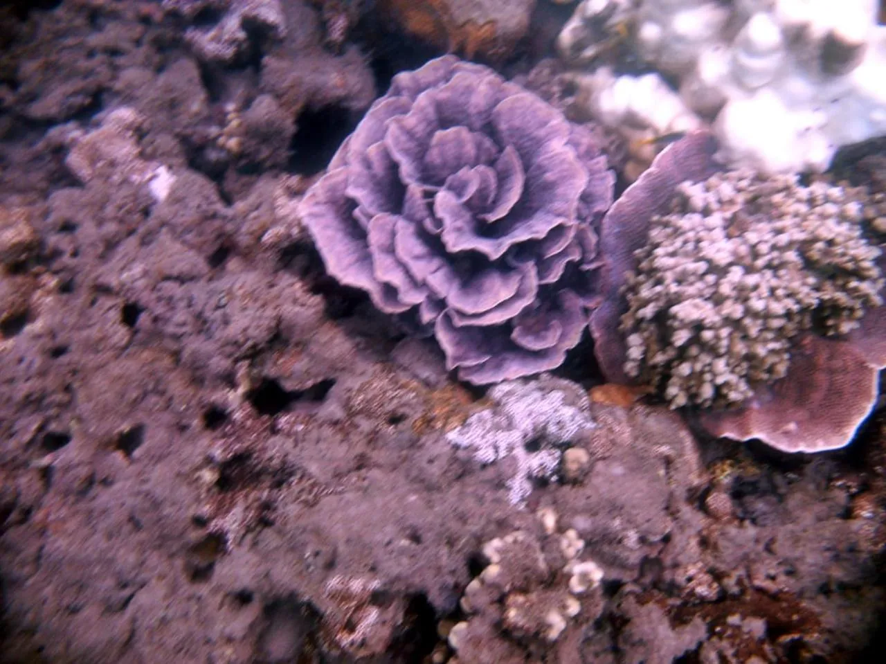 Giman Free Beach Resort Pasikuda