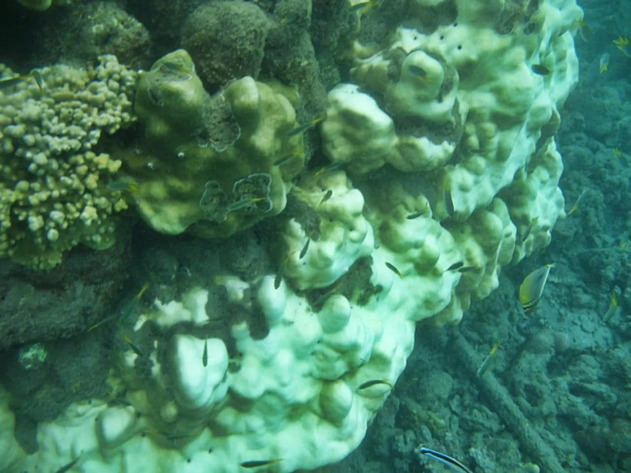 Giman Free Beach Resort Pasikuda