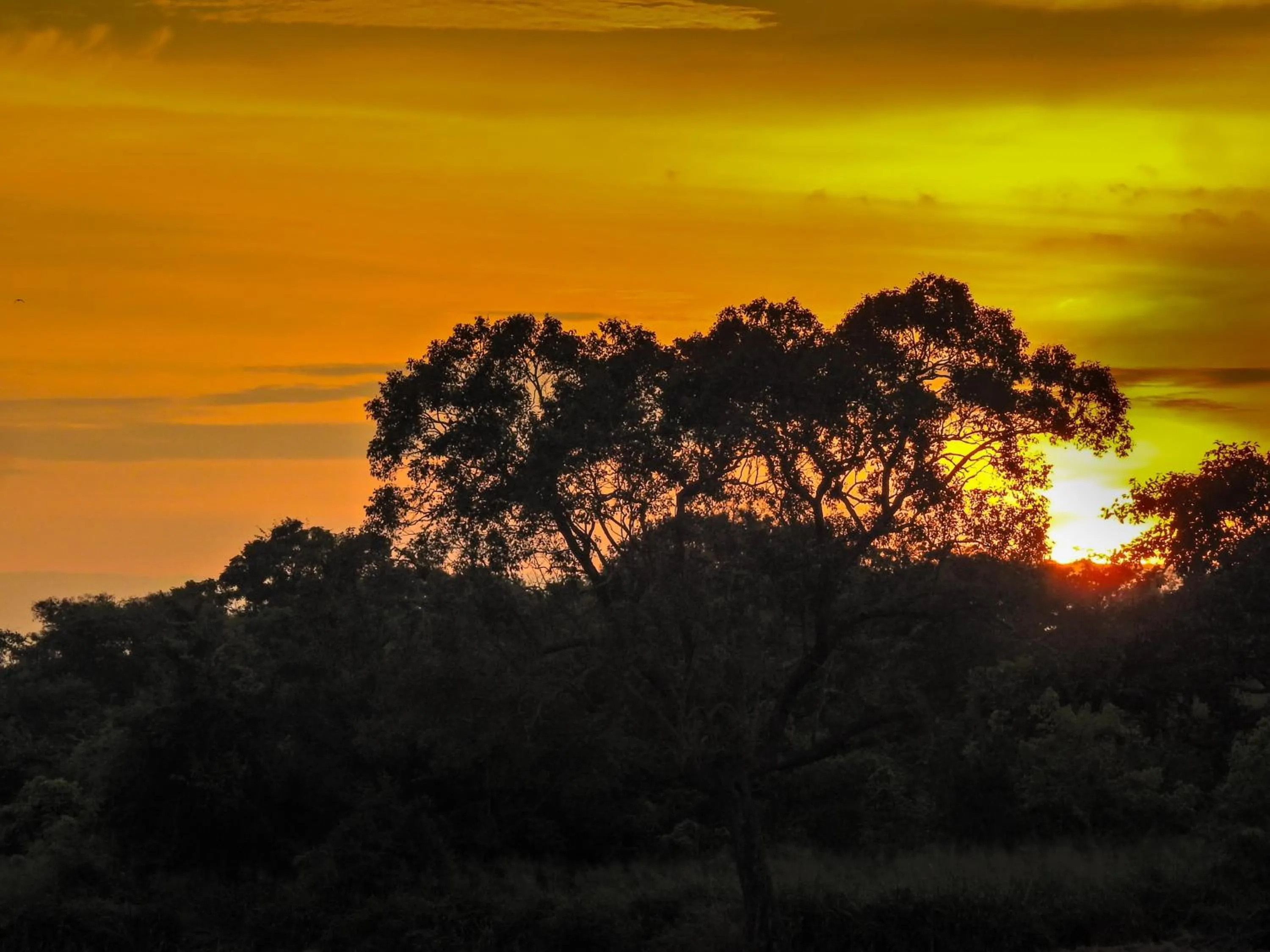 Natural landscape in Wilpattu Tree House