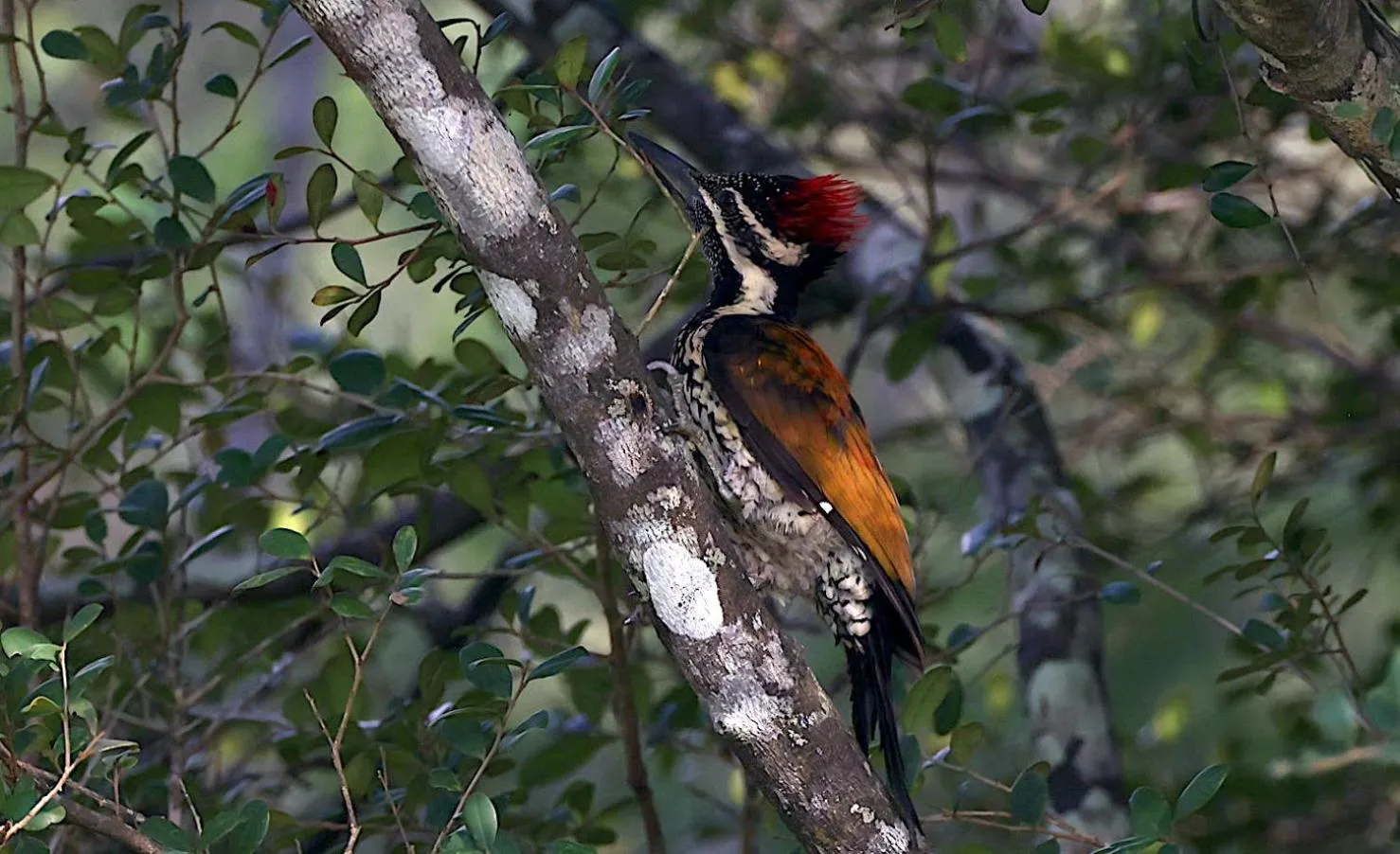 Activities in Wilpattu Tree House