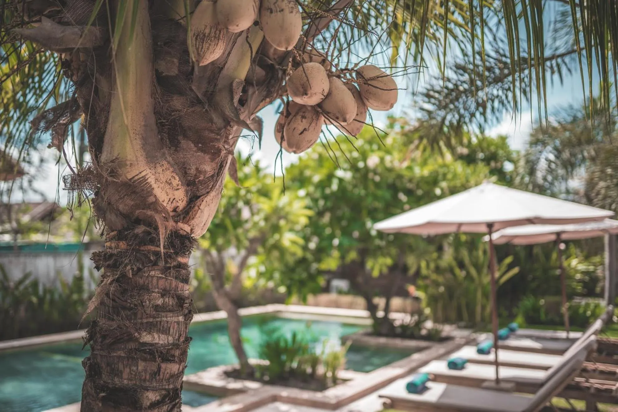 Swimming pool in Guava Garden
