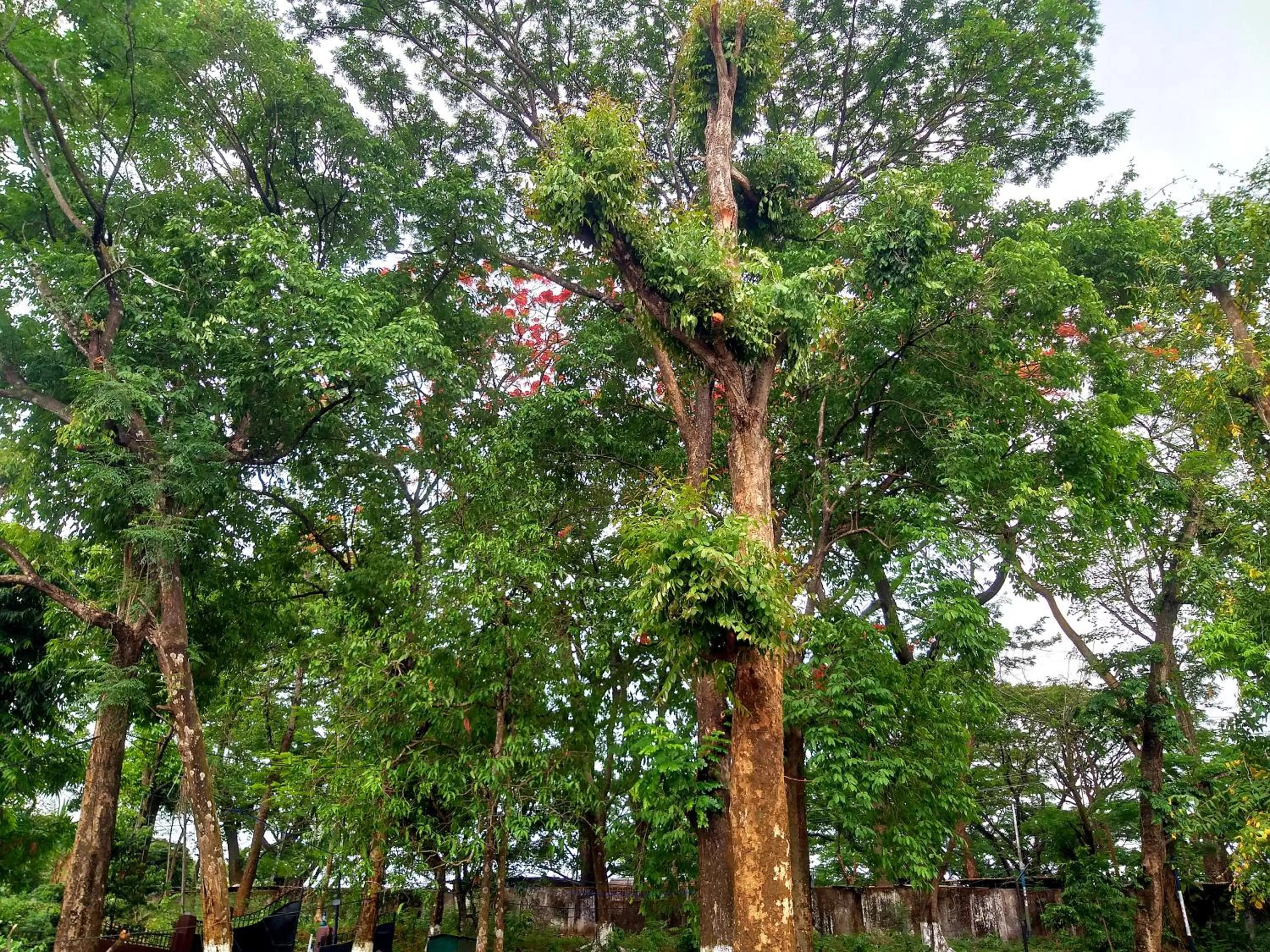 Garden view in Polo Tura Hotel