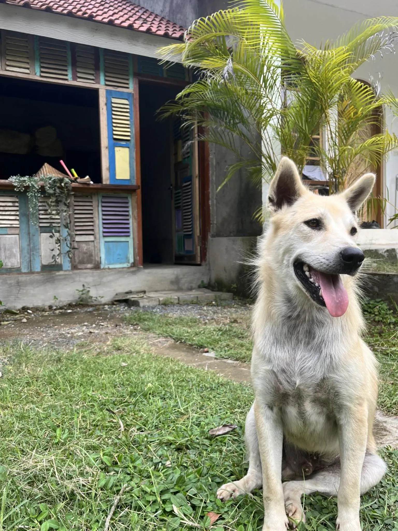 Pets in Palmhouse Boutique Hotel