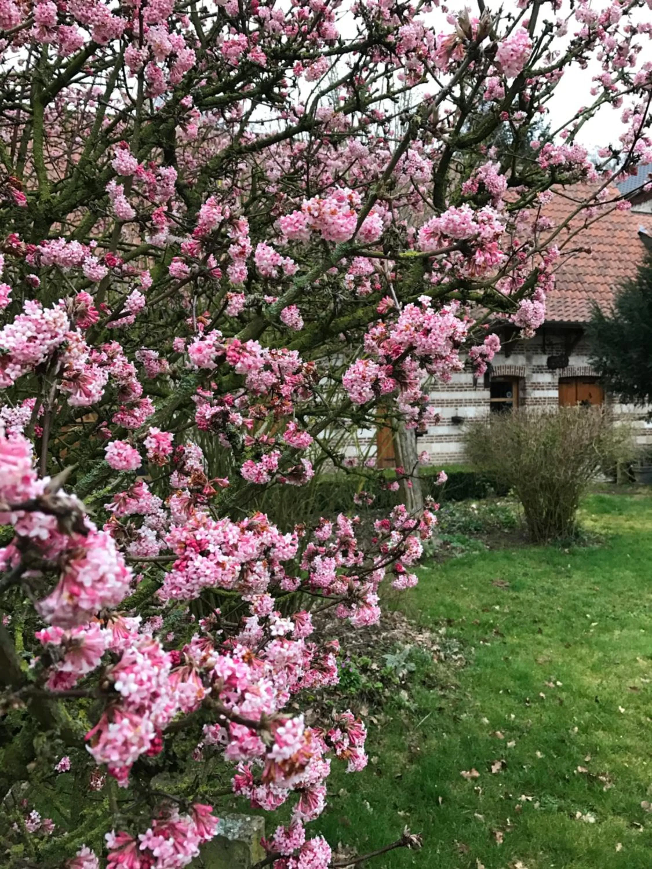 Garden view in La Ferme des Templiers de Fléchinelle