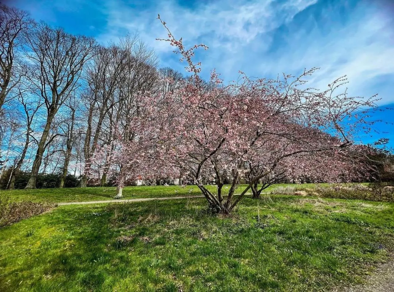 Spring in Hotel Doko Gardelegen