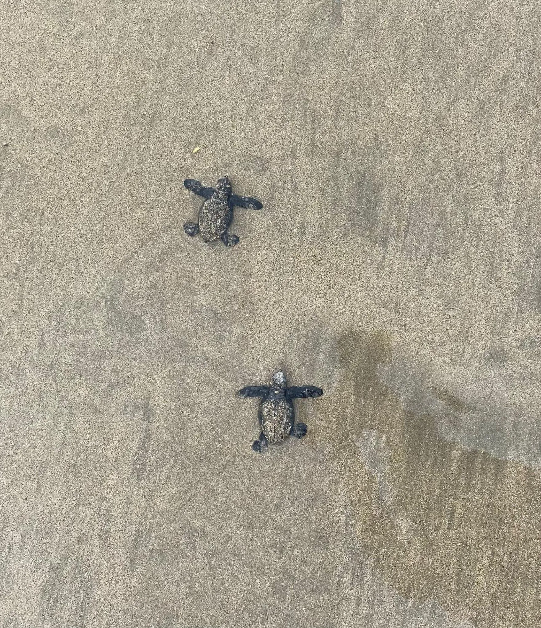 Animals in El Reinas by Sugar's Monkey