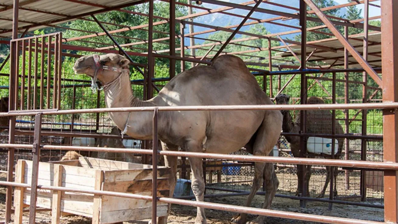 Animals in Selale Cennet Evleri