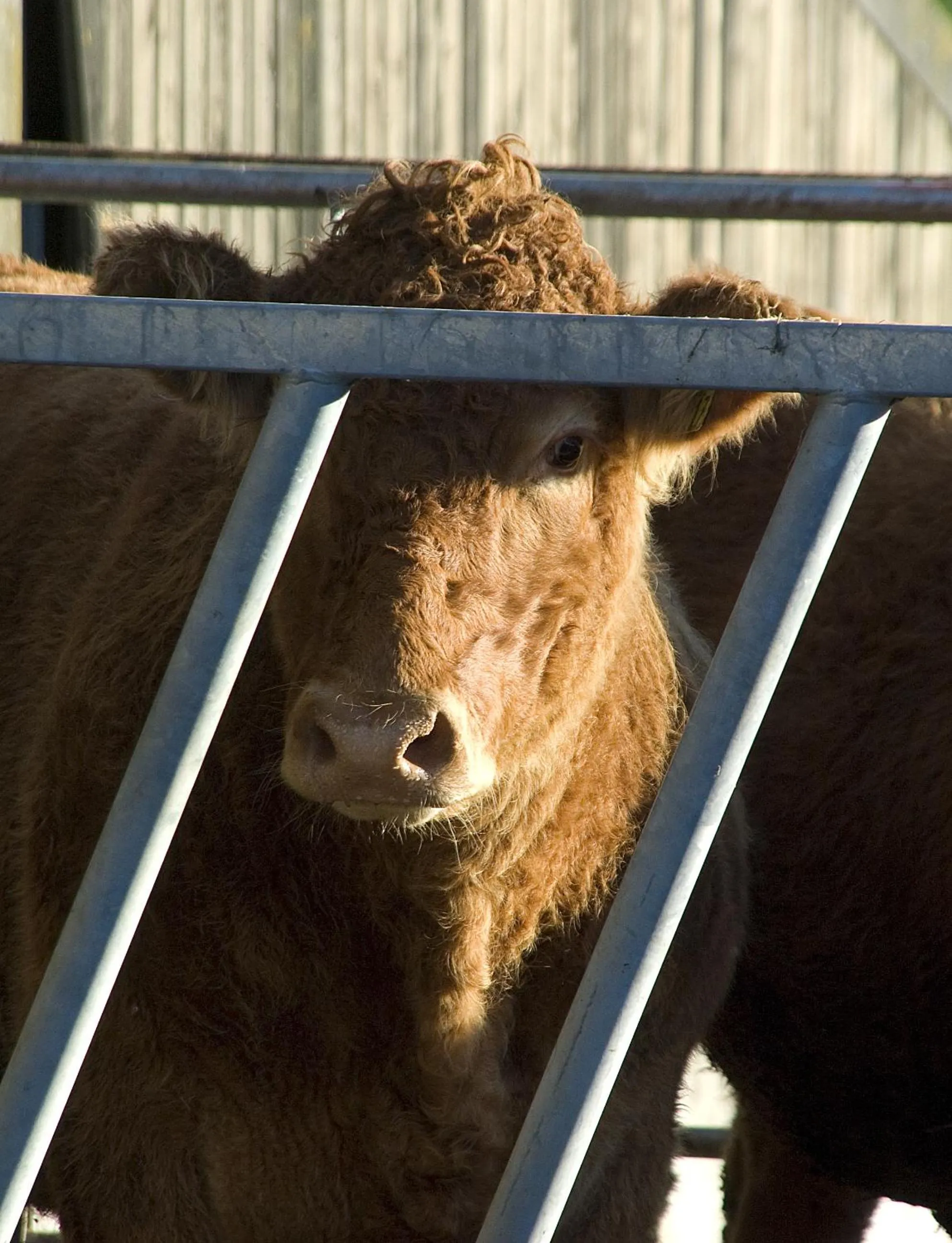 Spring in Tregondale Manor Farm