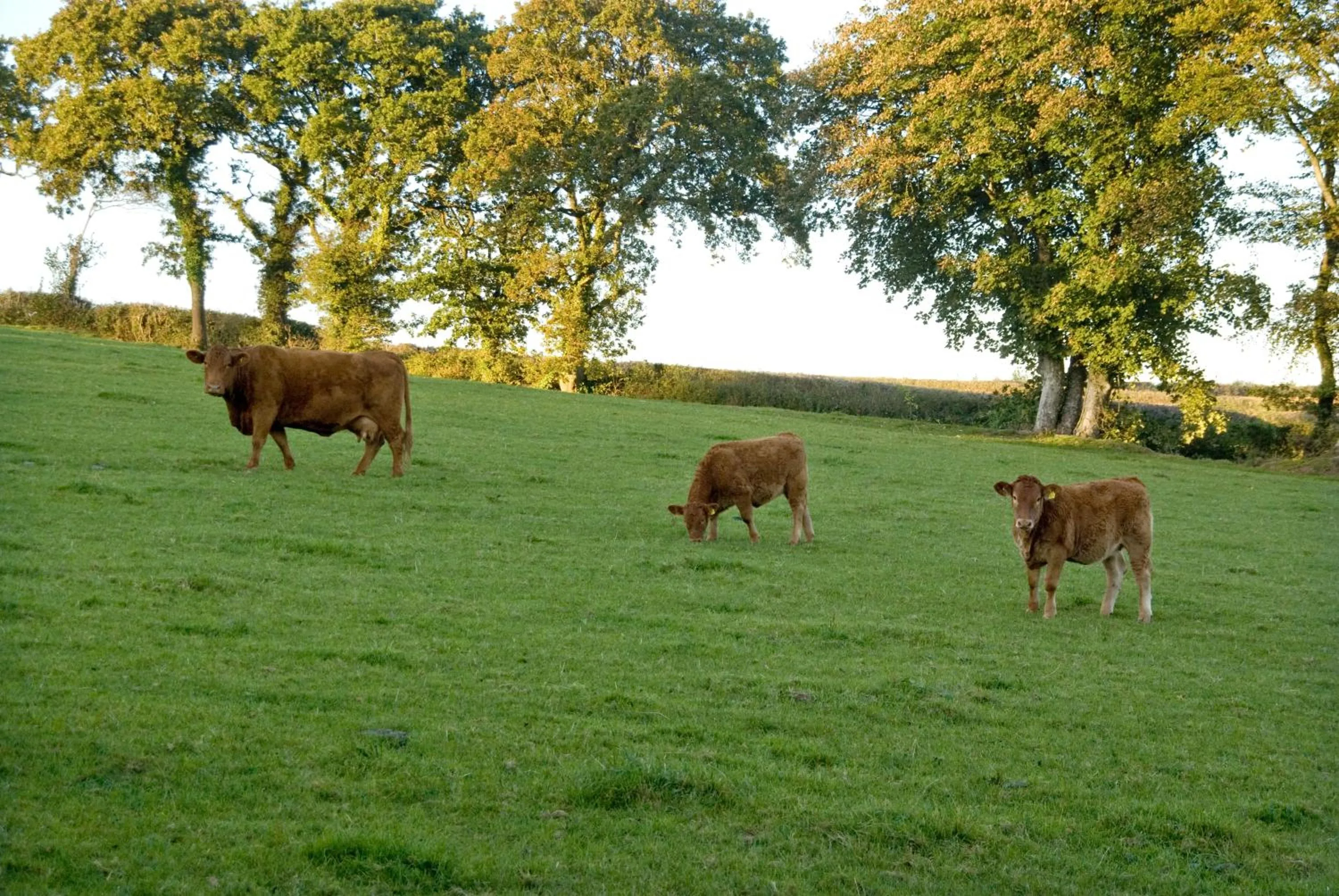 Animals in Tregondale Manor Farm
