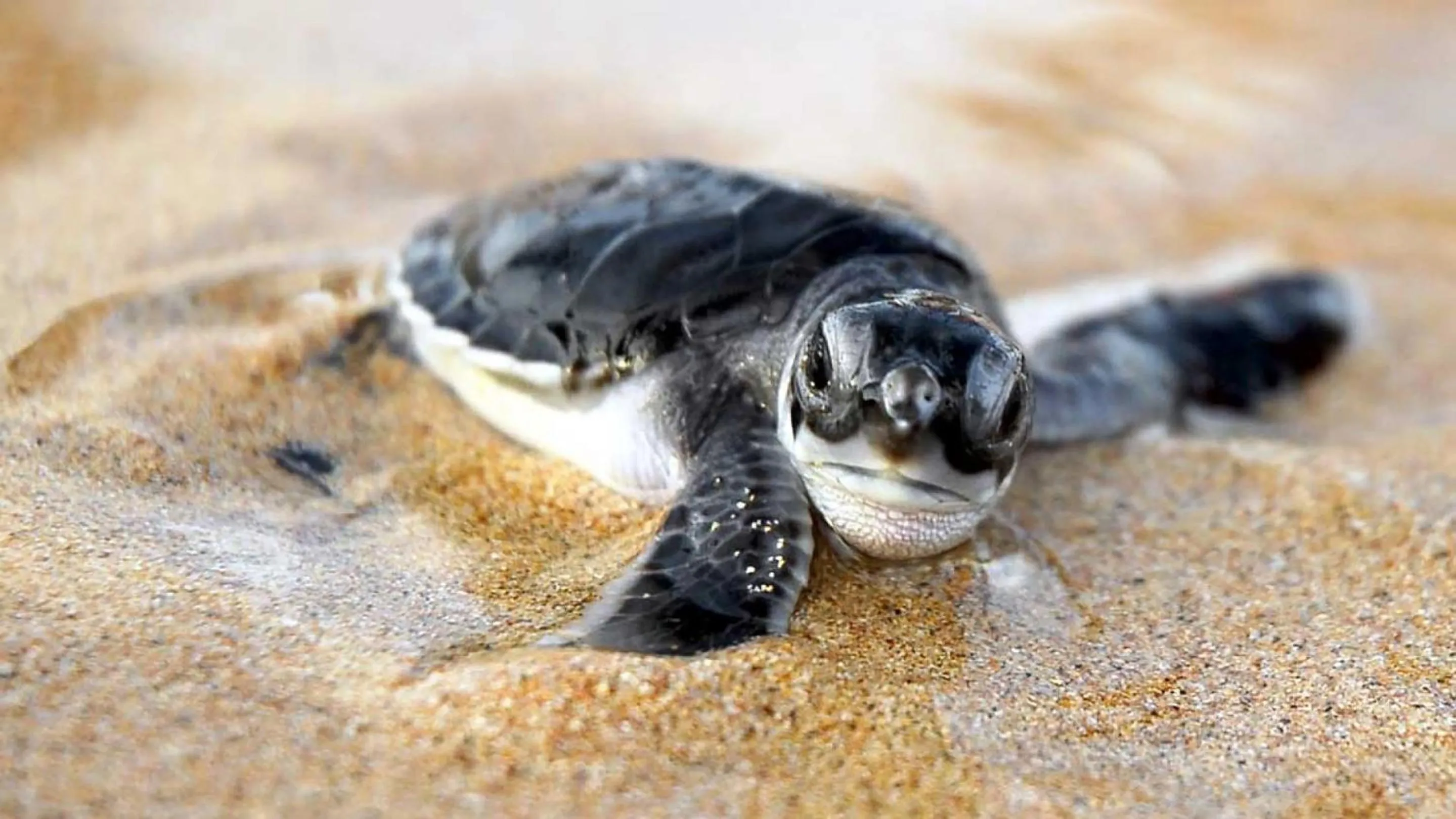 On site in La Conchita Tulum