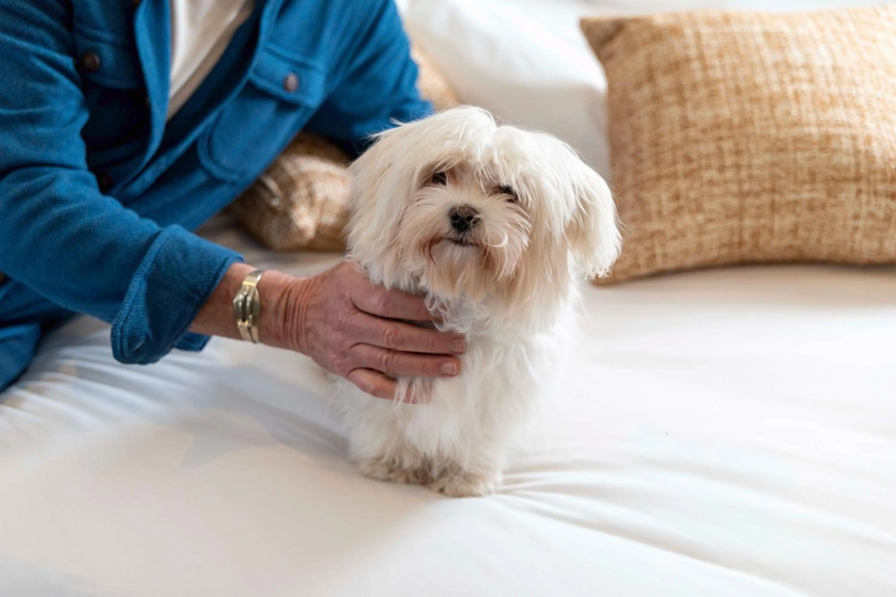 Pets in Madame Drouot & Spa - Opera