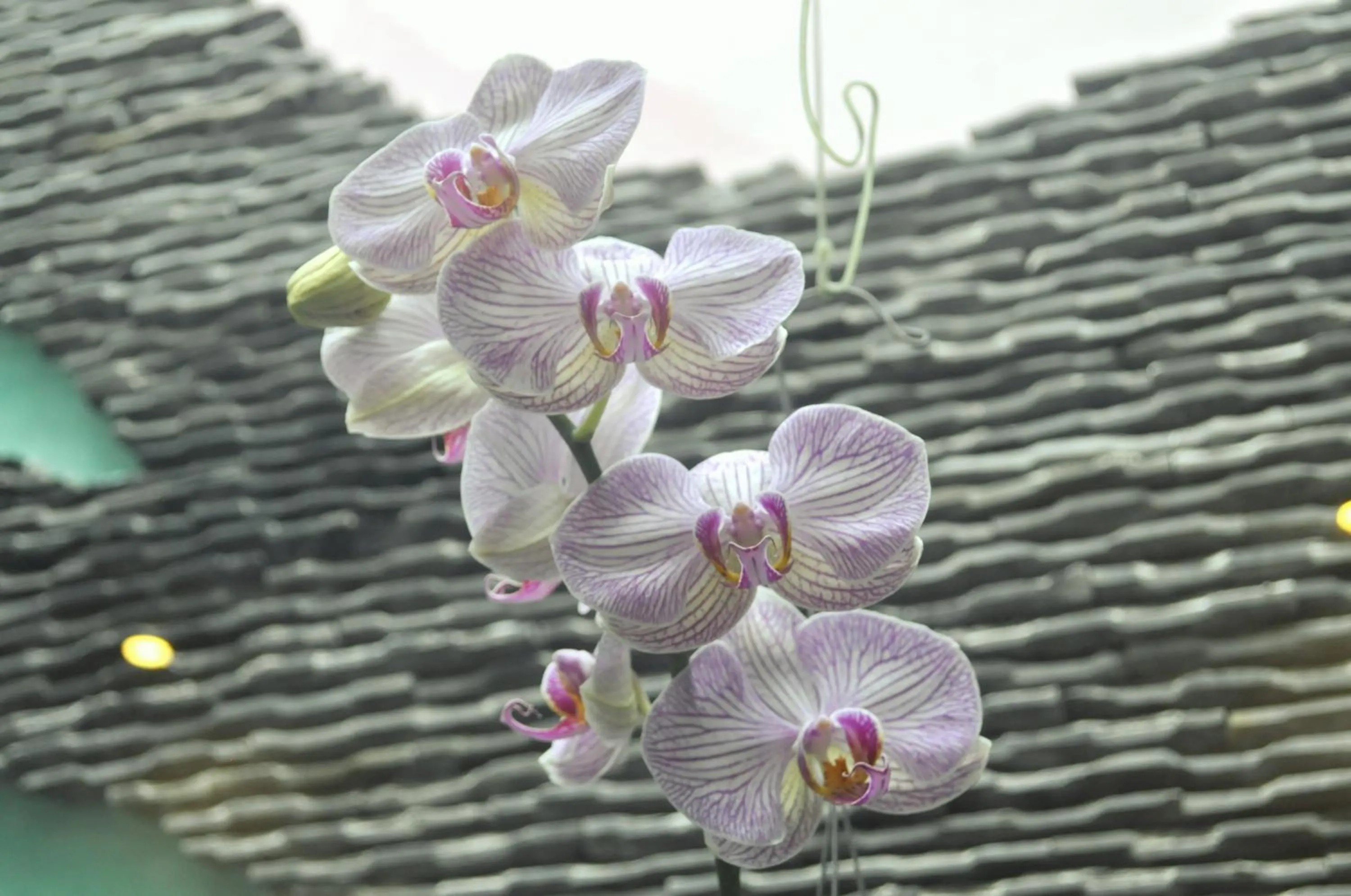 Day in Green CoCo HomeStay