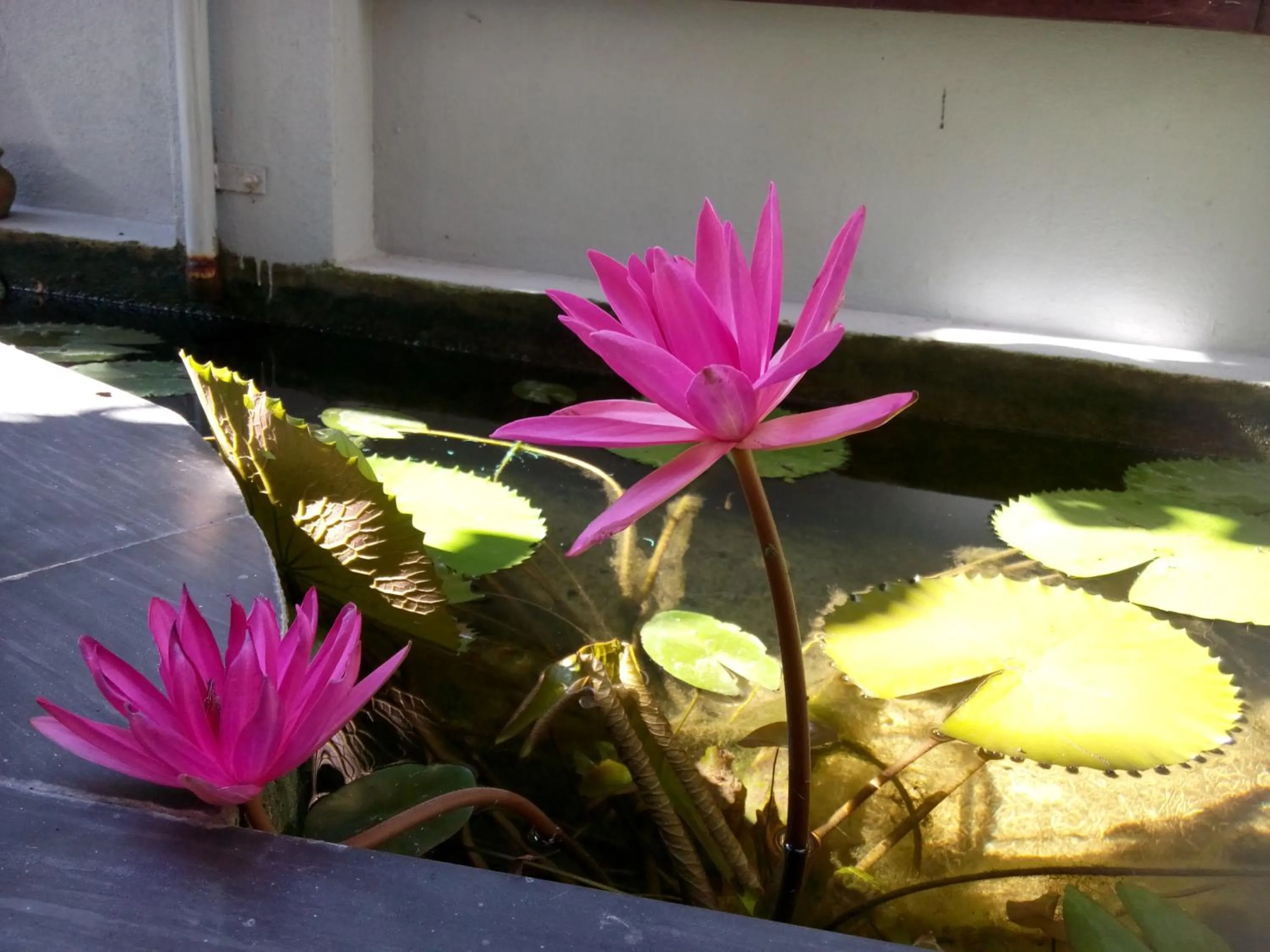 Garden in Green CoCo HomeStay