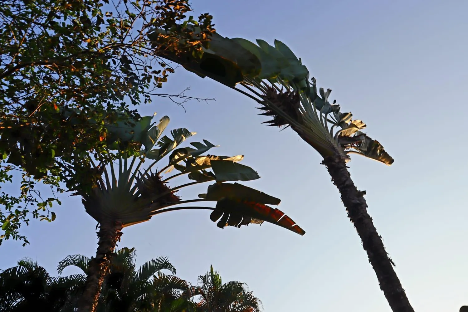 Garden in Brazish Pousada