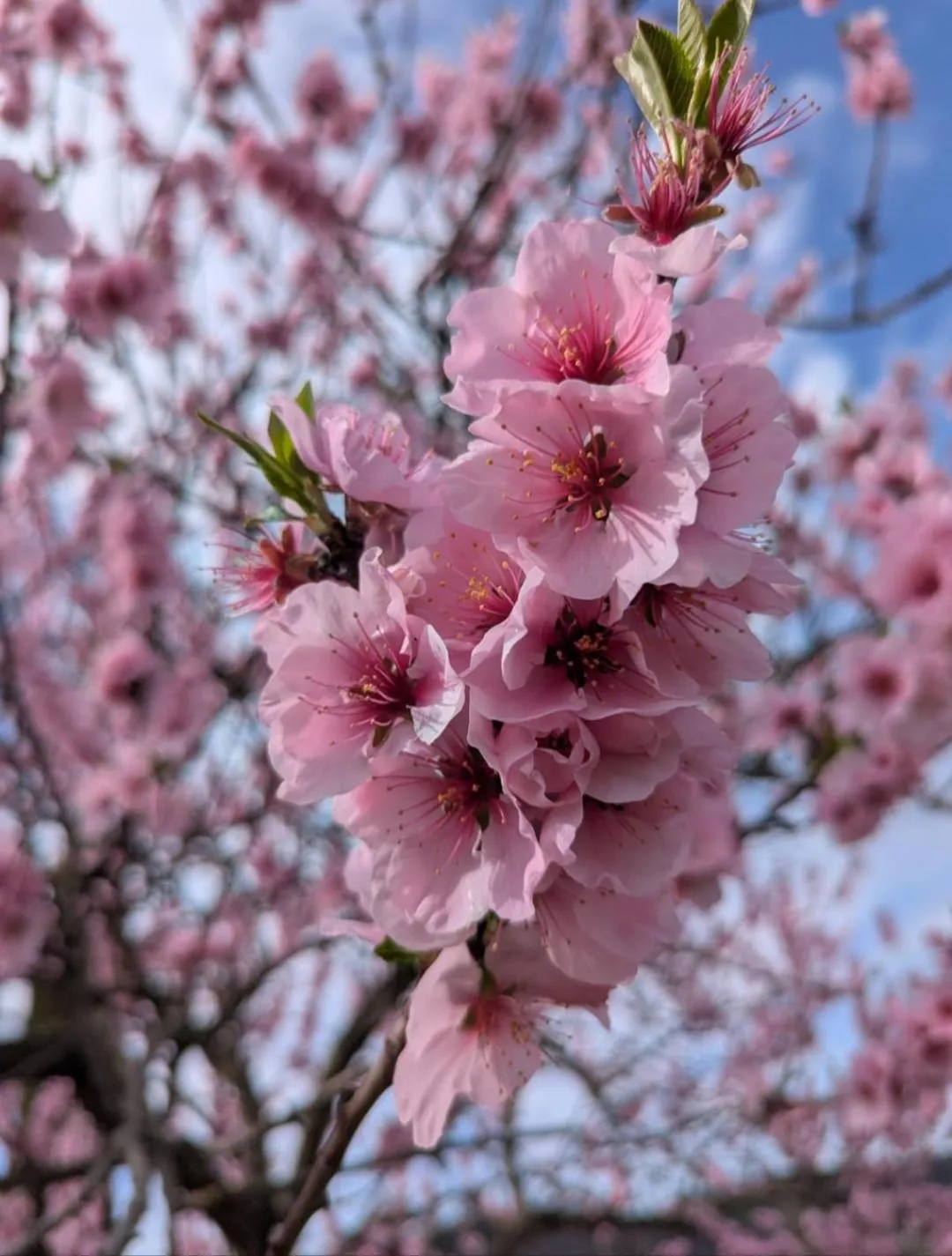 Spring in Alte Pfarrey