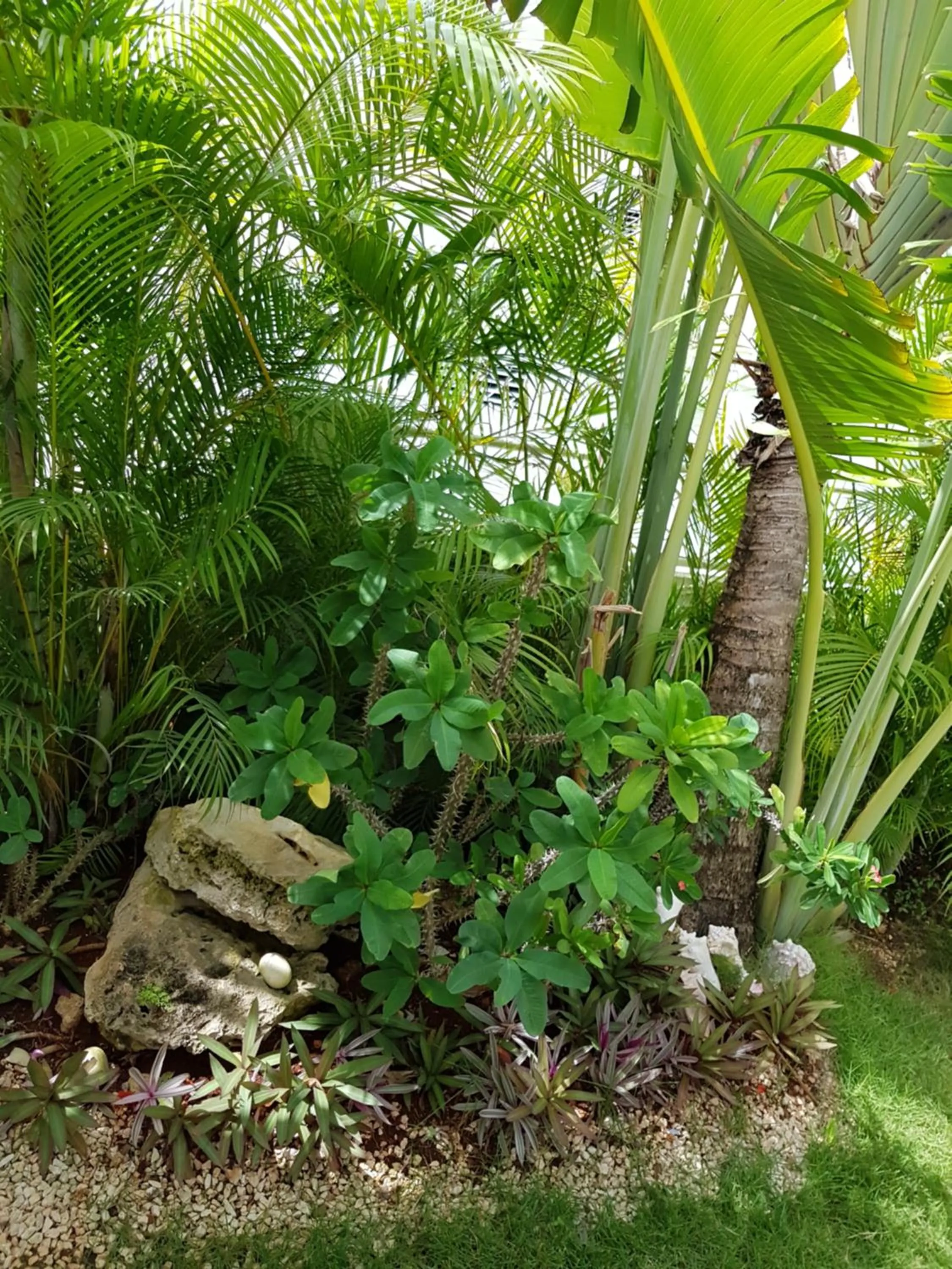 Garden in Bayahibe Guest House Hotel