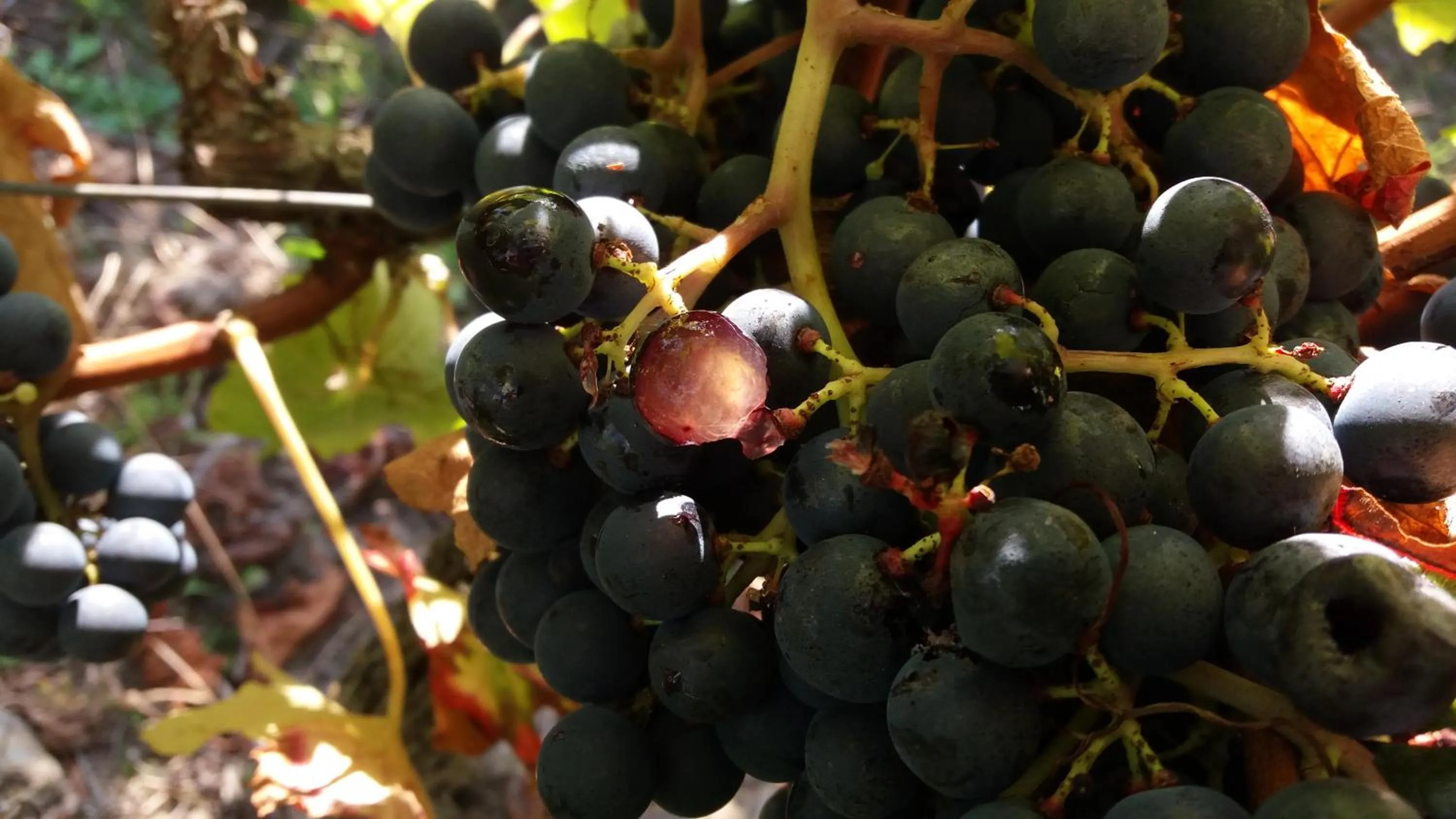 Autumn in Domaine du Papillon