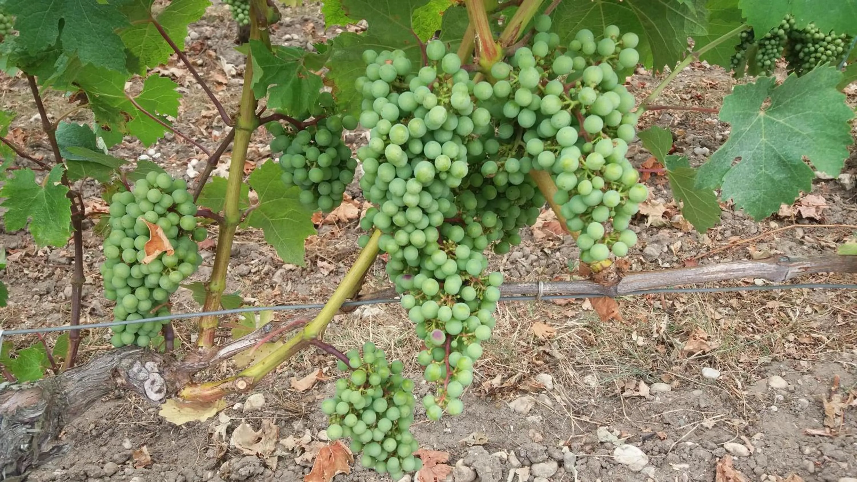Summer in Domaine du Papillon