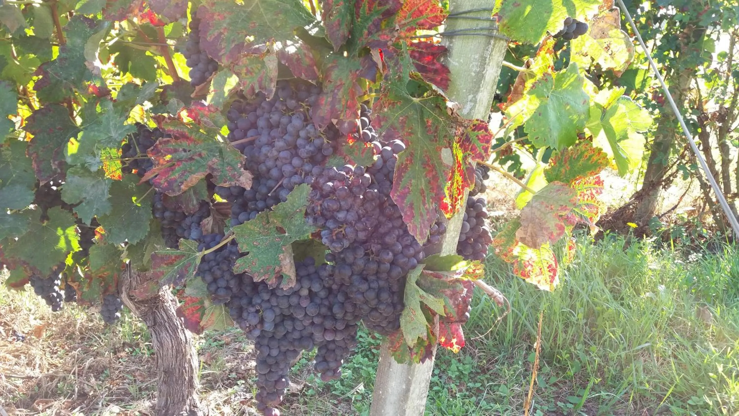 Autumn in Domaine du Papillon