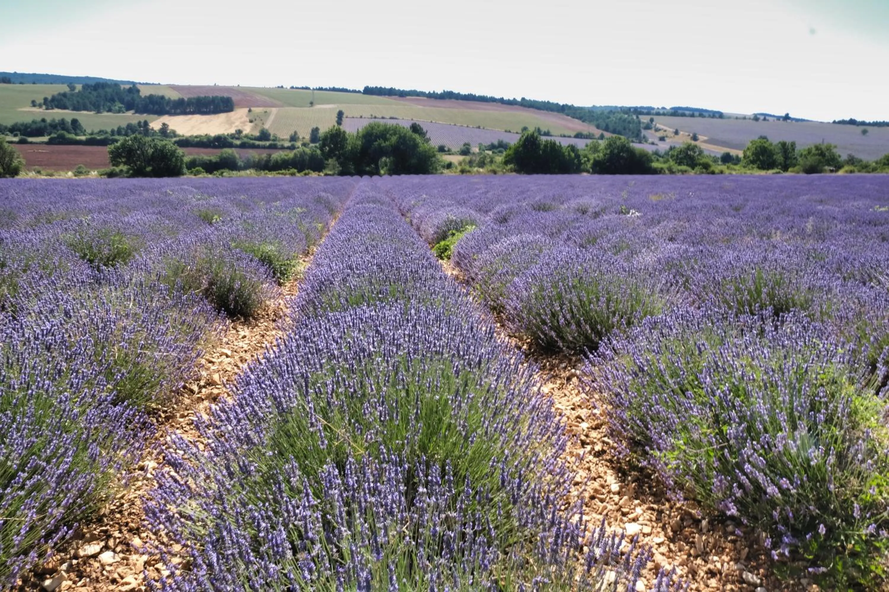 Natural landscape in La Bastide au Ventoux