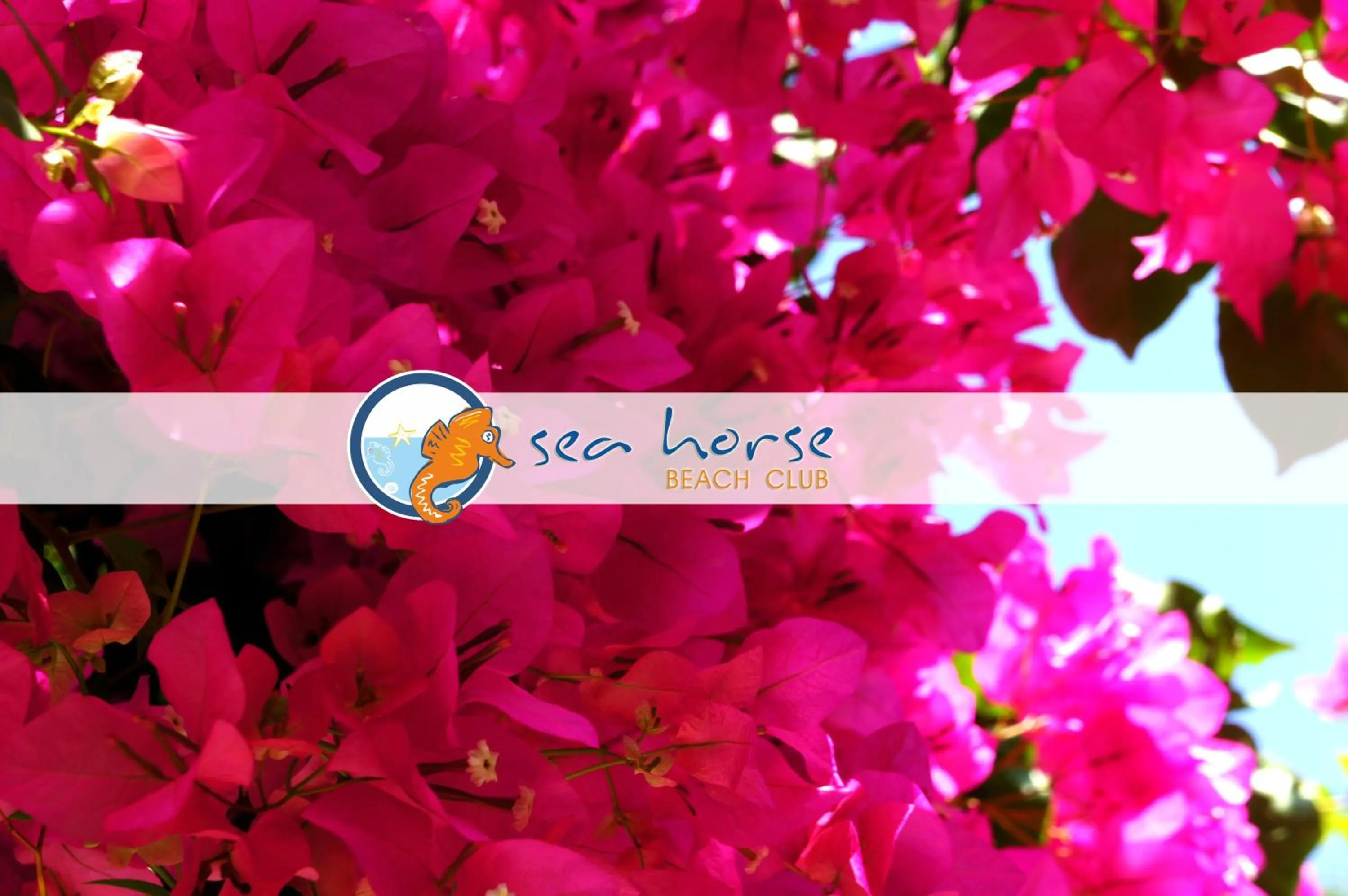 Location in S3 Seahorse Beach Club