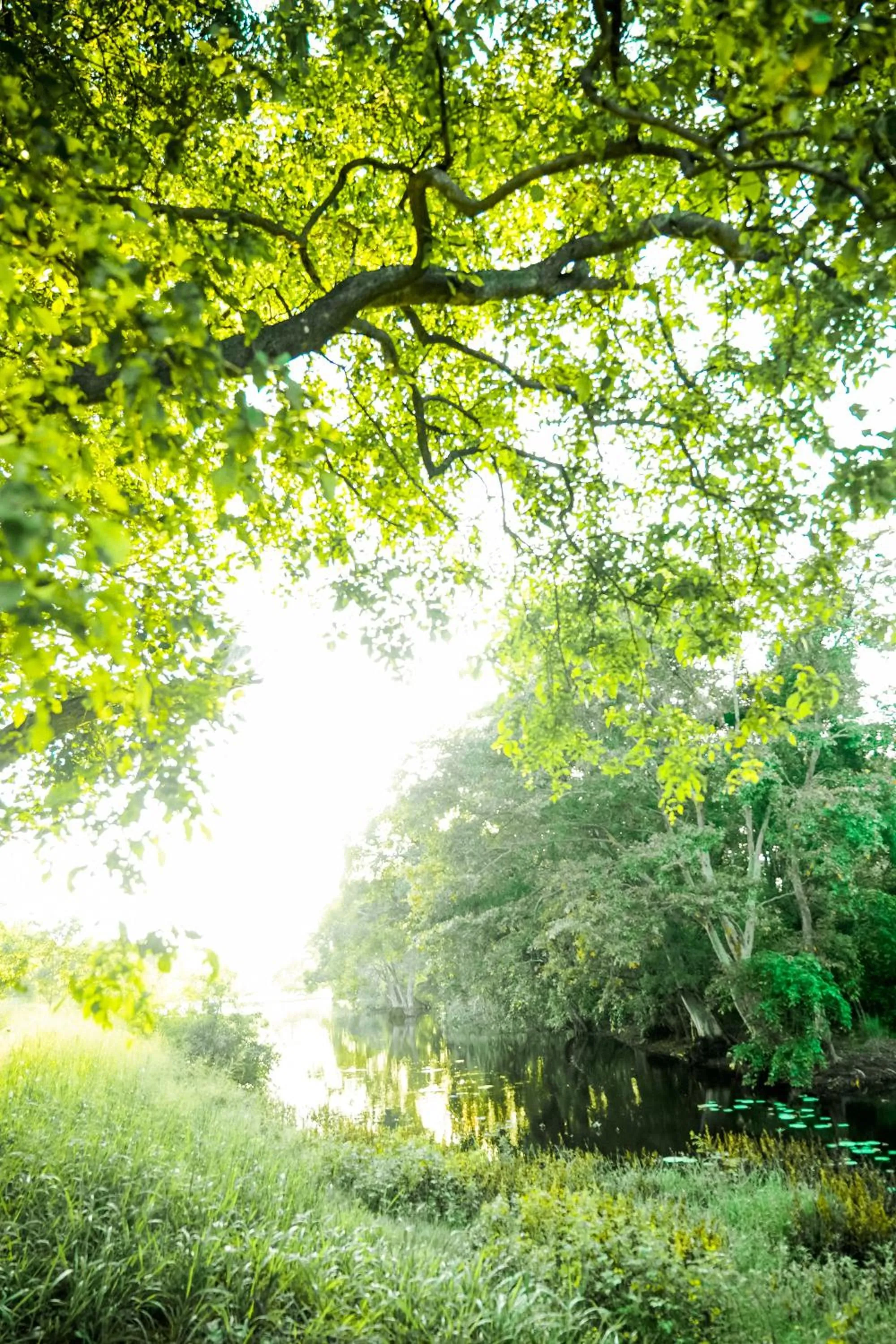 Natural landscape in Vaana Resort