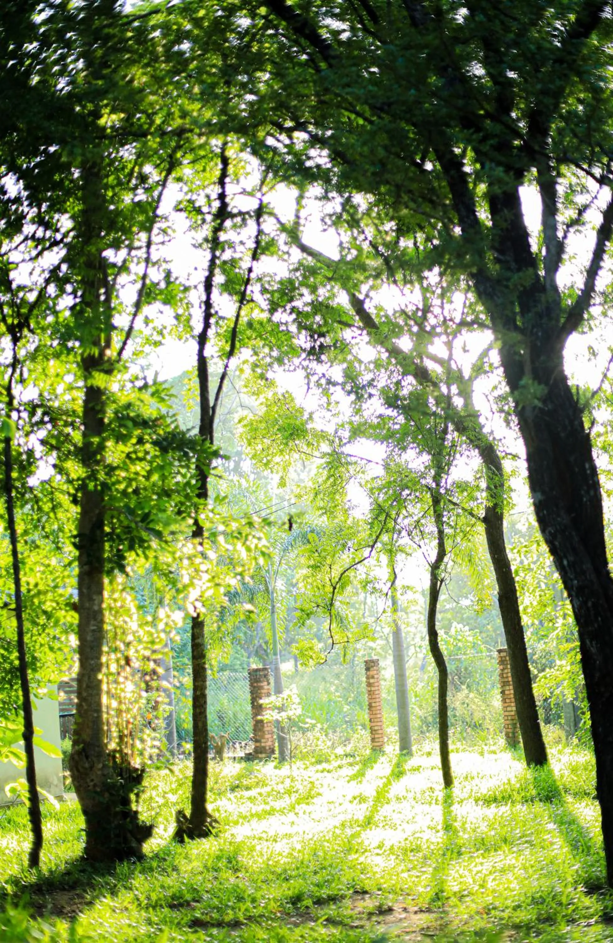 Garden in Vaana Resort