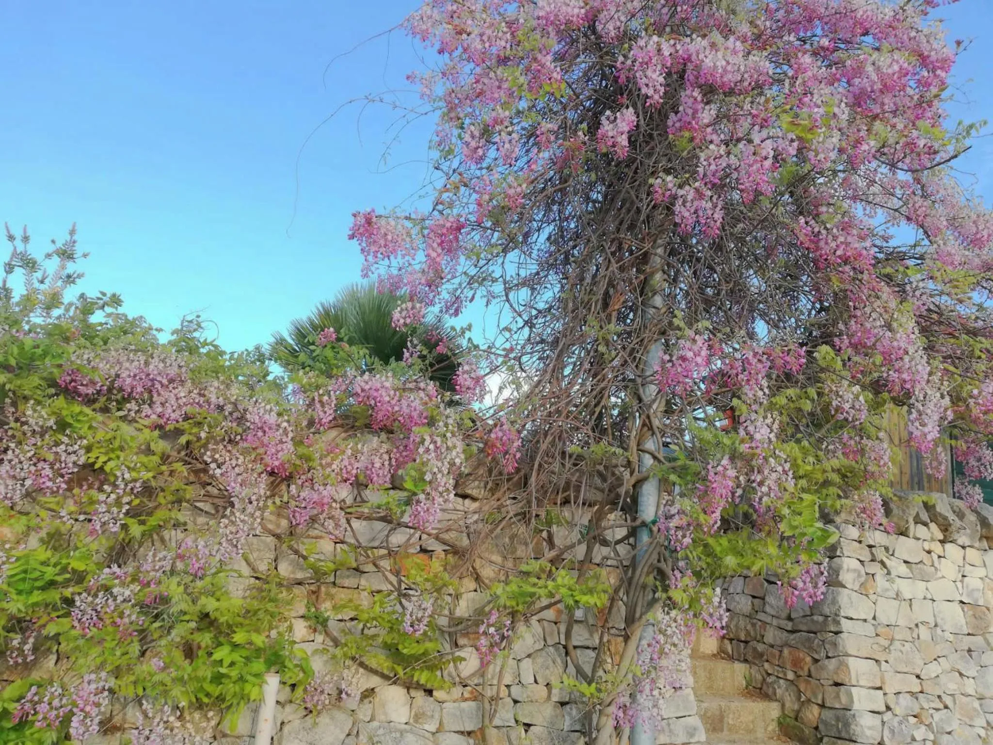 Garden in La Rosa dei Trulli B&B