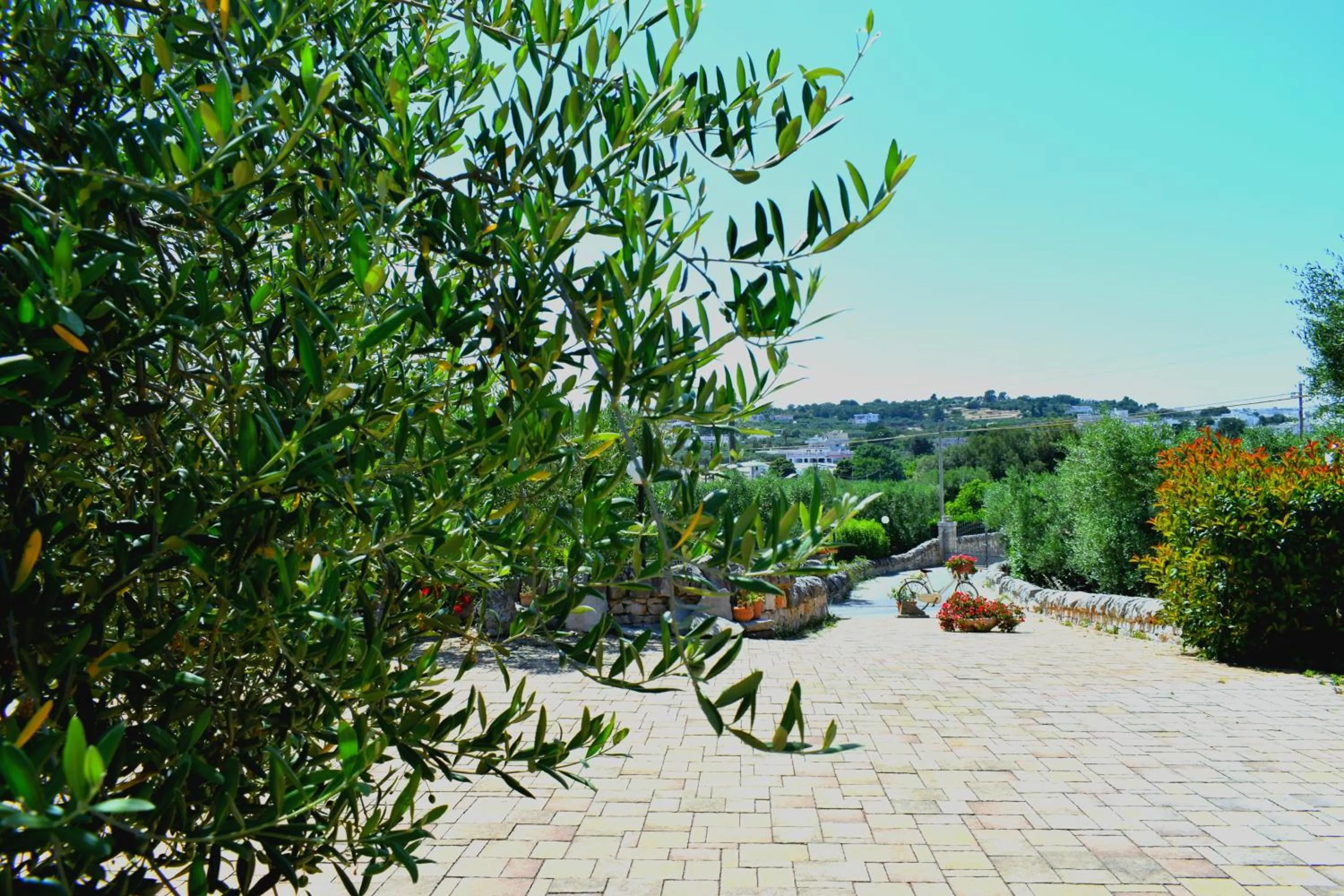 Spring in La Rosa dei Trulli B&B