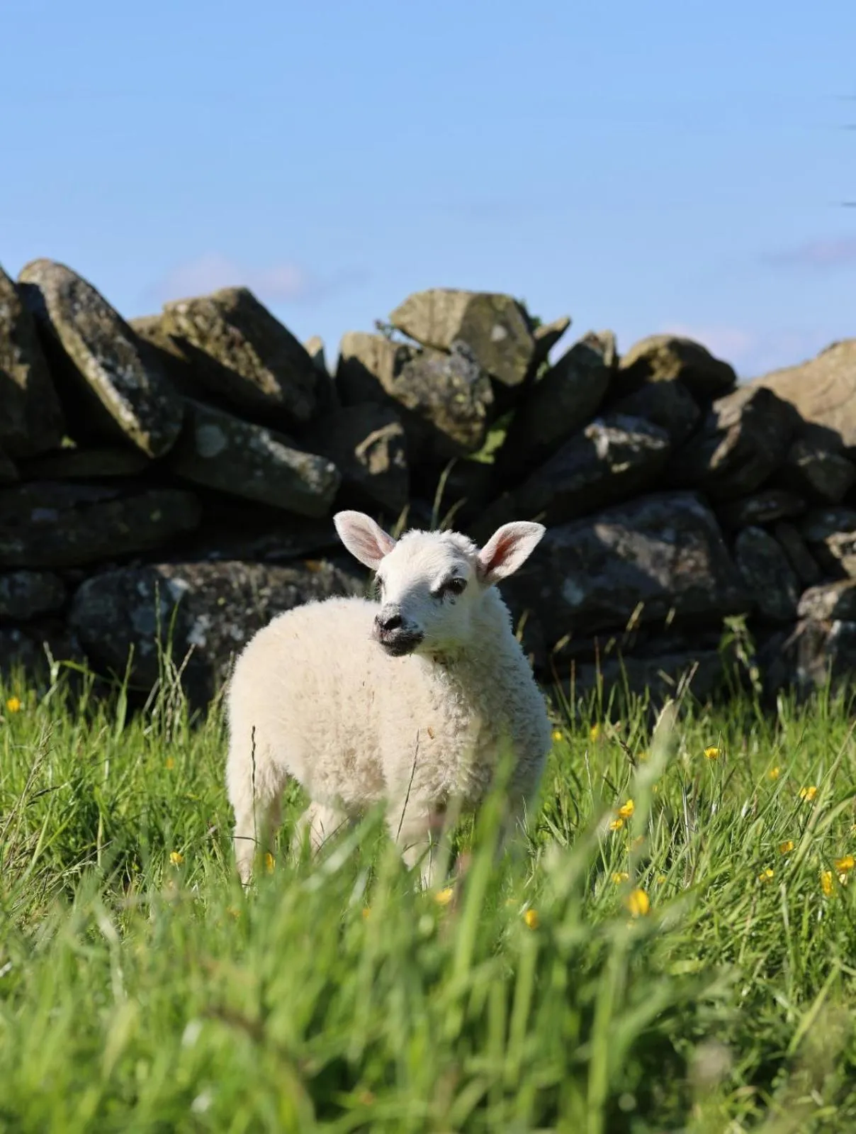 Natural landscape in Errichel House and Cottages