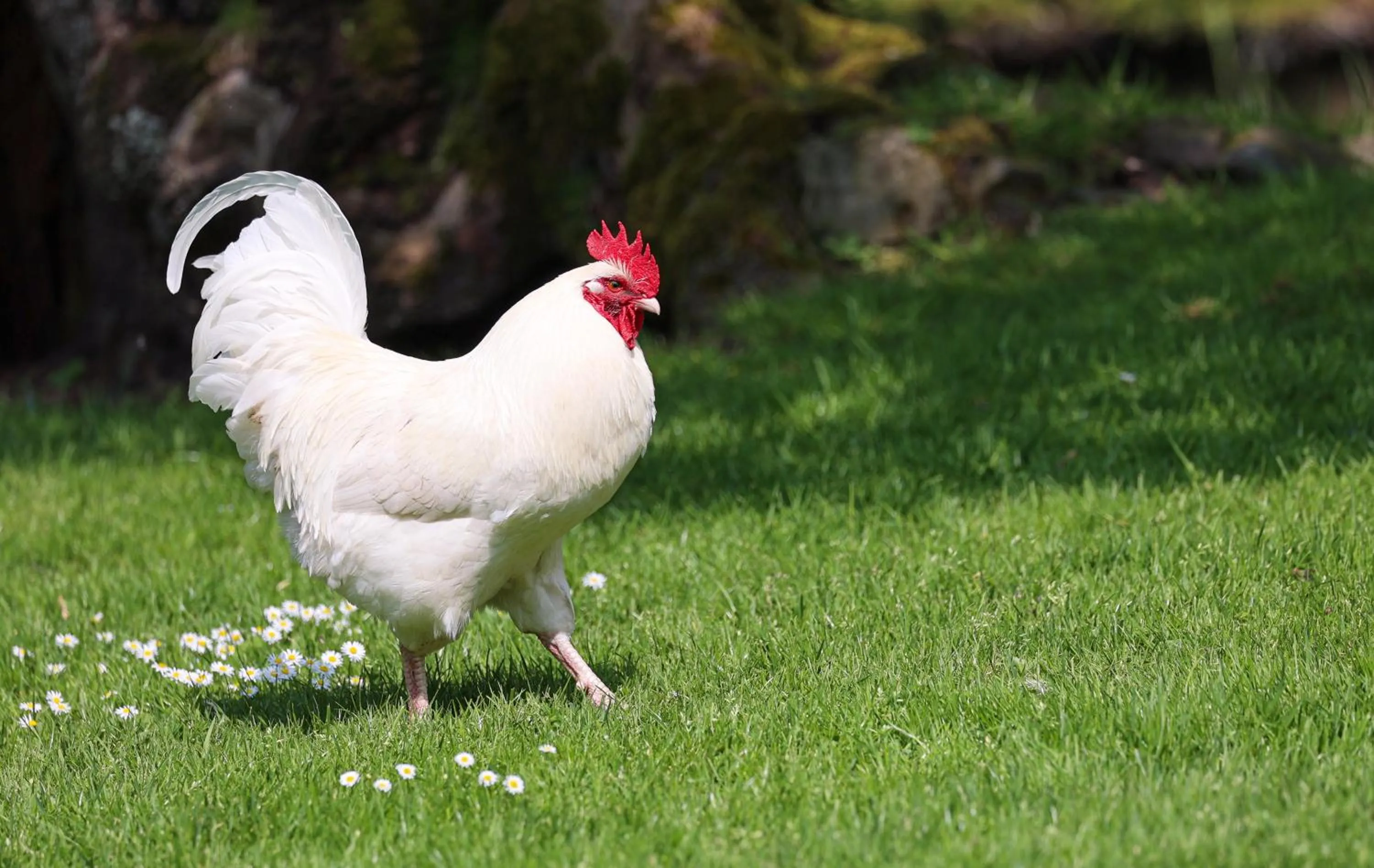 Garden in Errichel House and Cottages