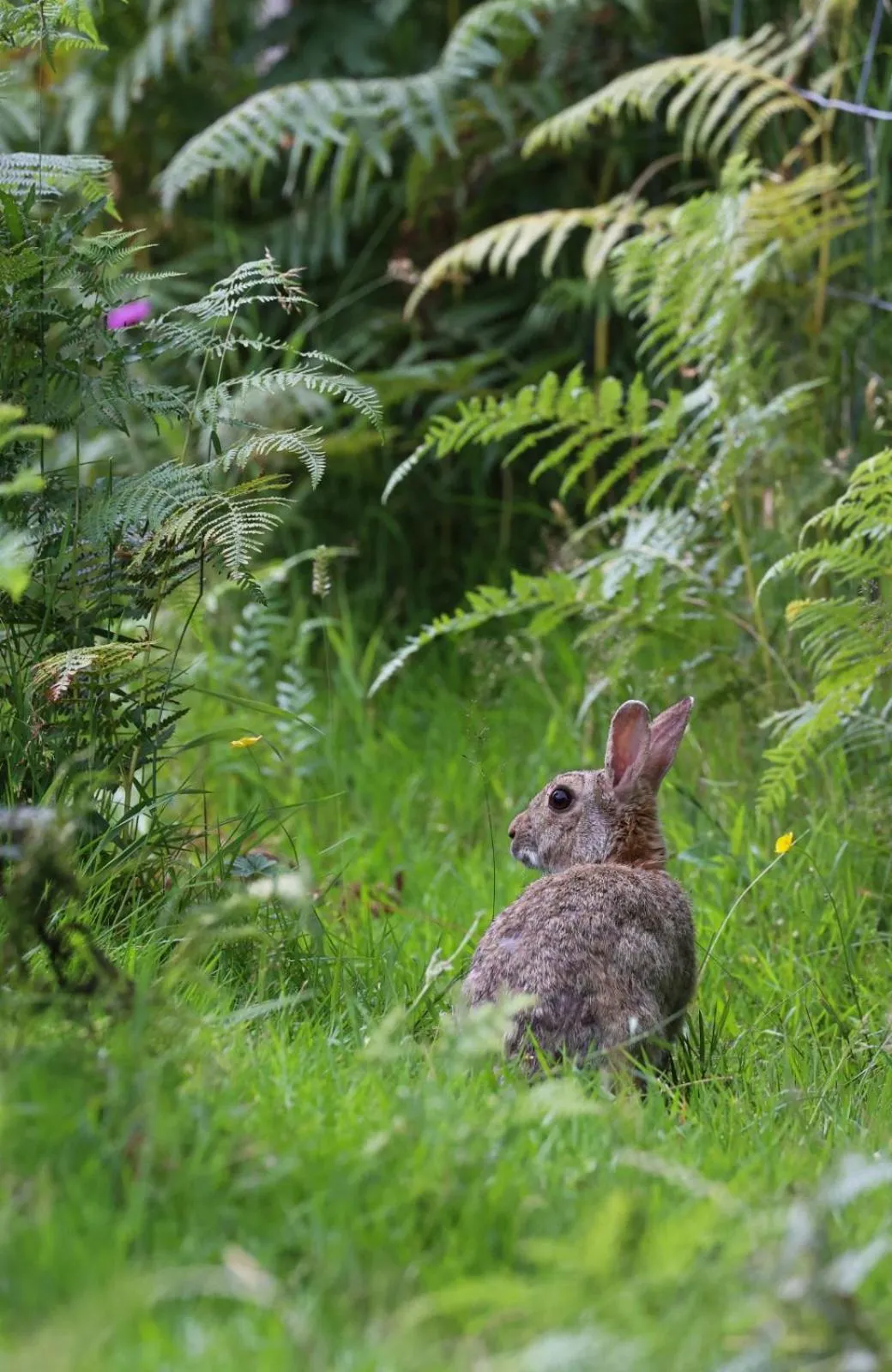 Natural landscape in Errichel House and Cottages
