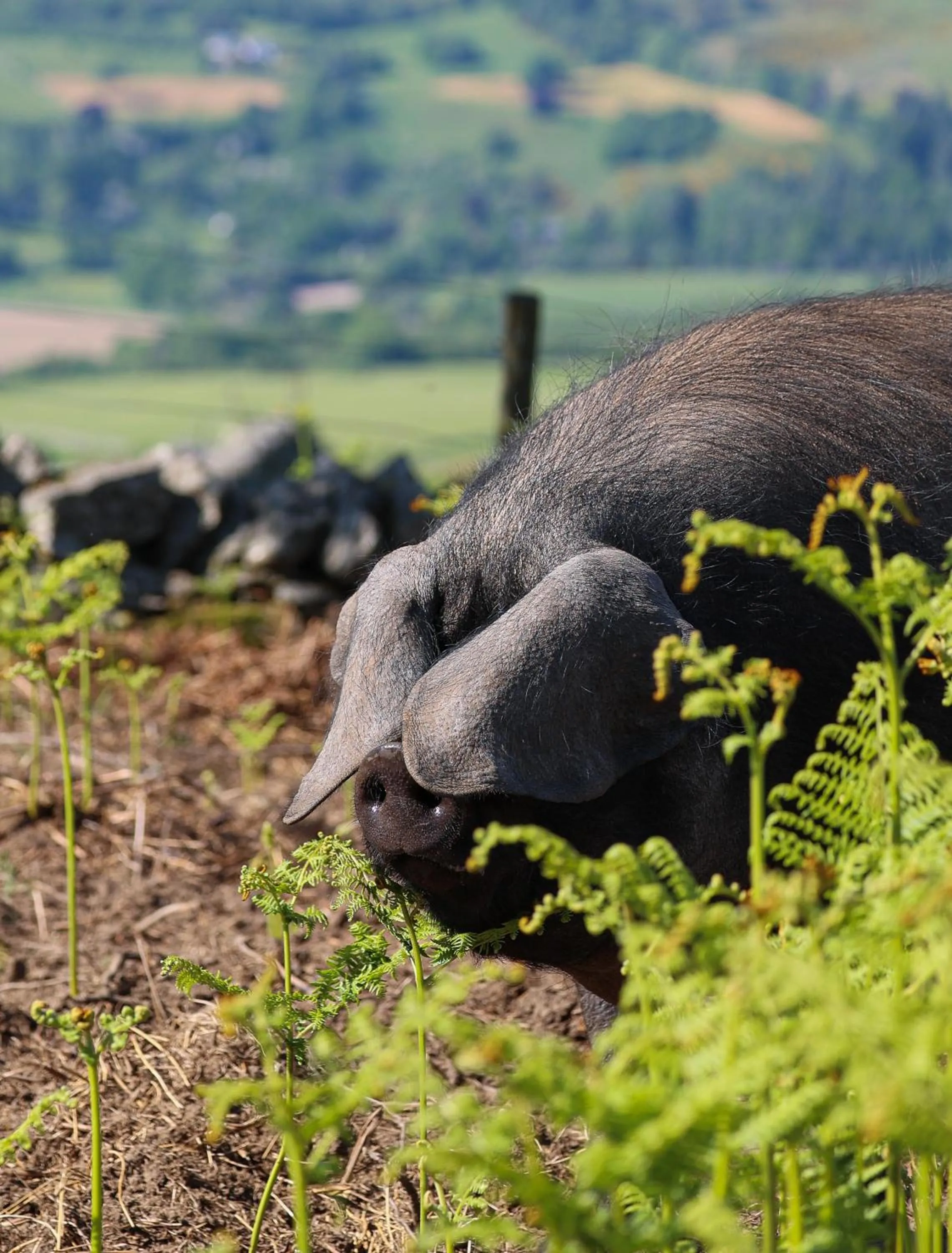 Natural landscape in Errichel House and Cottages