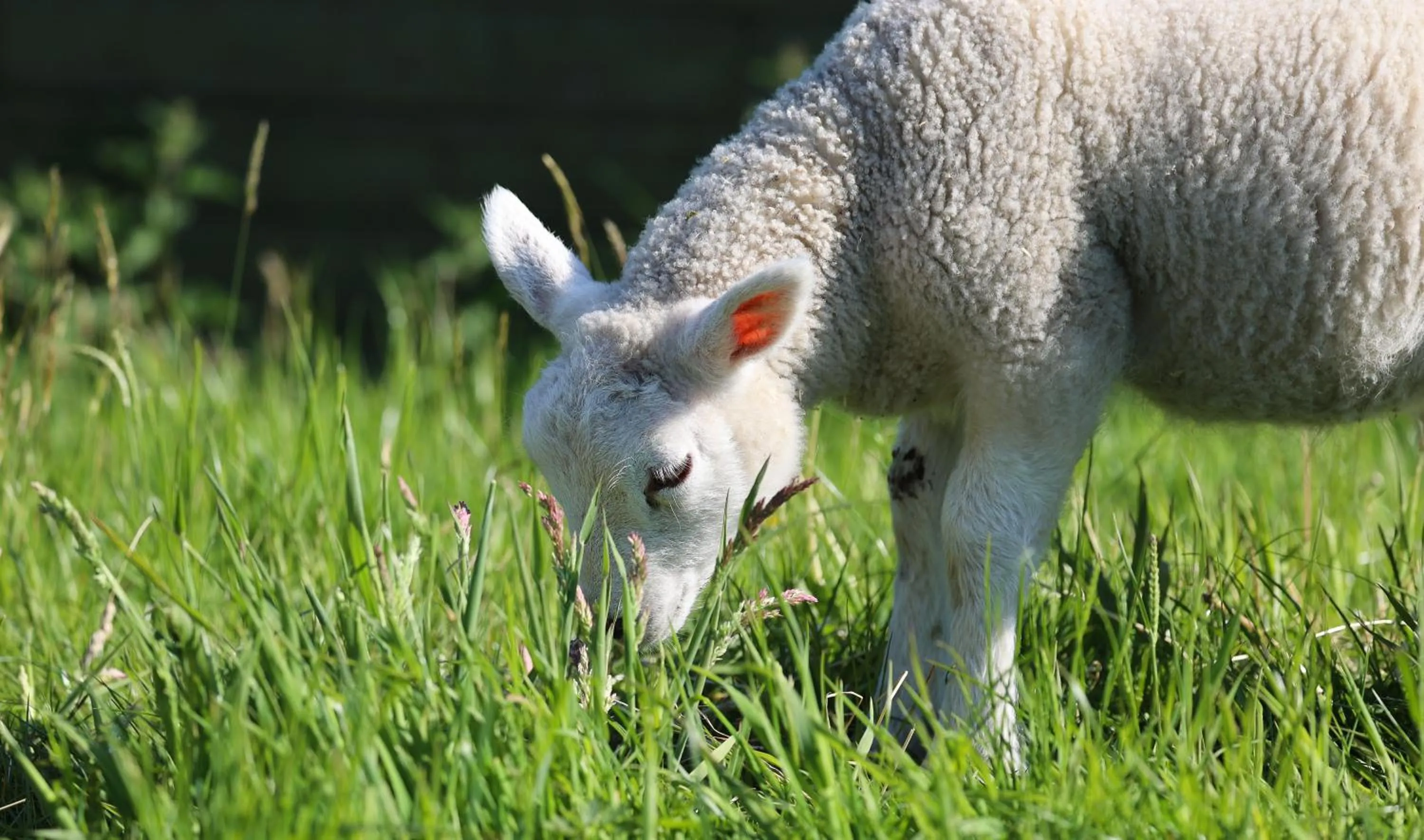Natural landscape in Errichel House and Cottages
