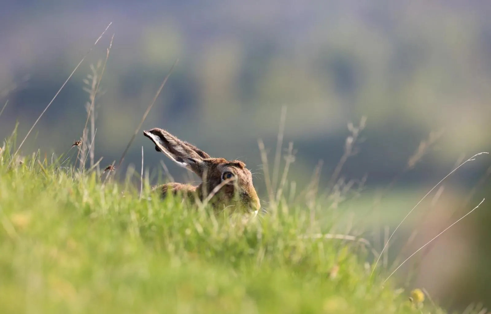 Natural landscape in Errichel House and Cottages