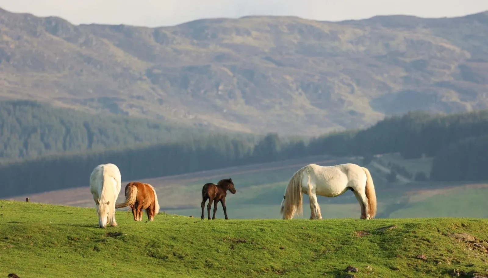 Natural landscape in Errichel House and Cottages