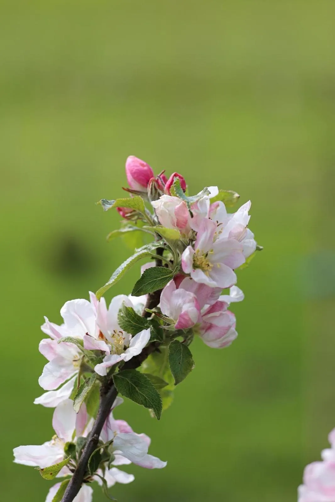 Spring in Errichel House and Cottages