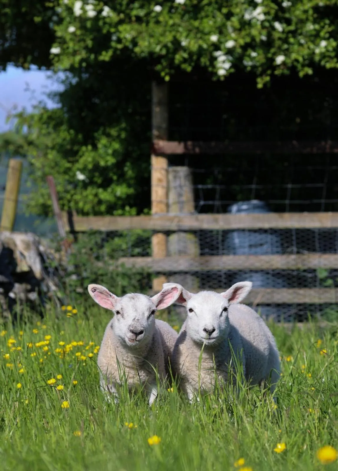 Spring in Errichel House and Cottages