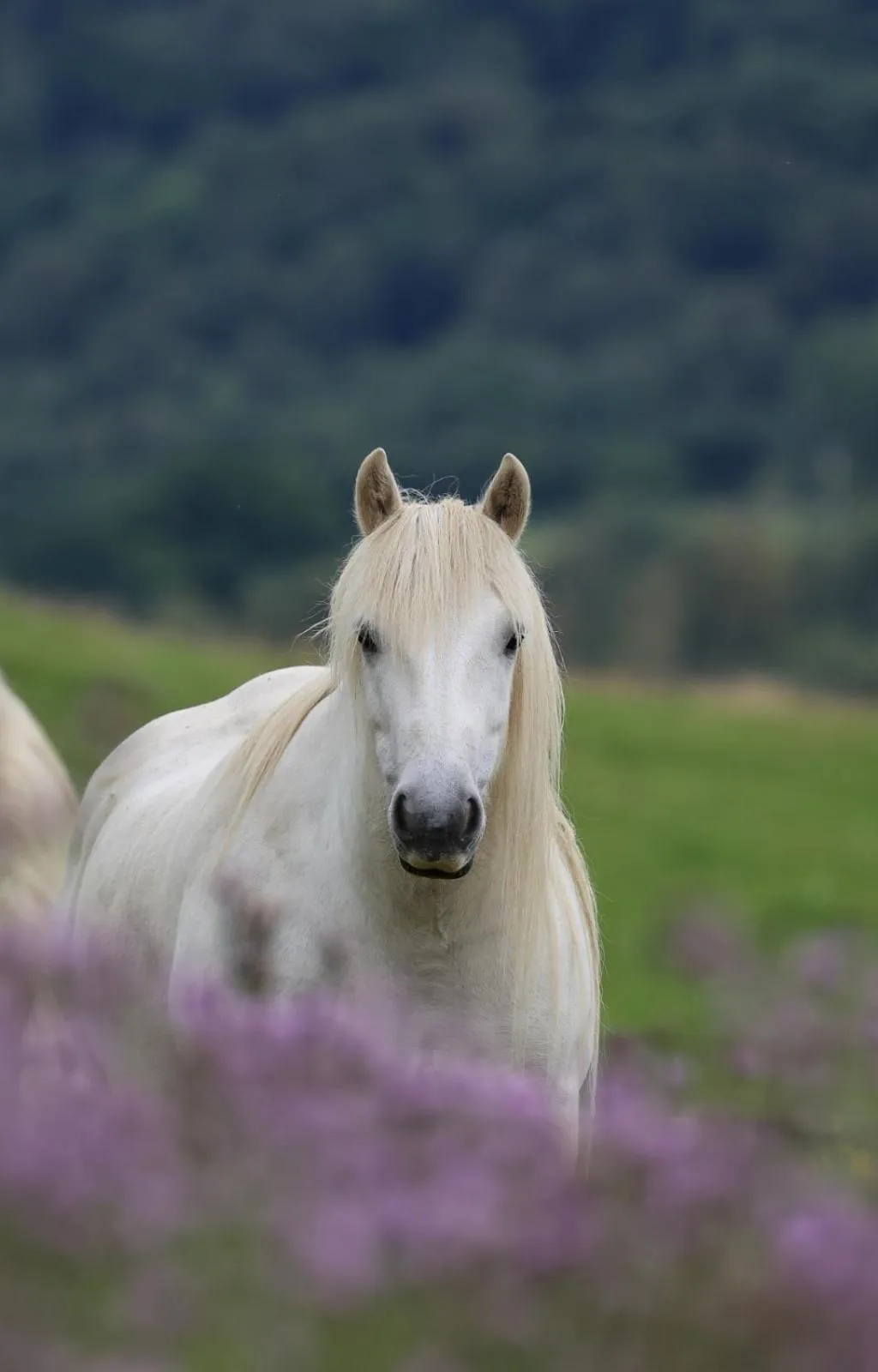 Natural landscape in Errichel House and Cottages