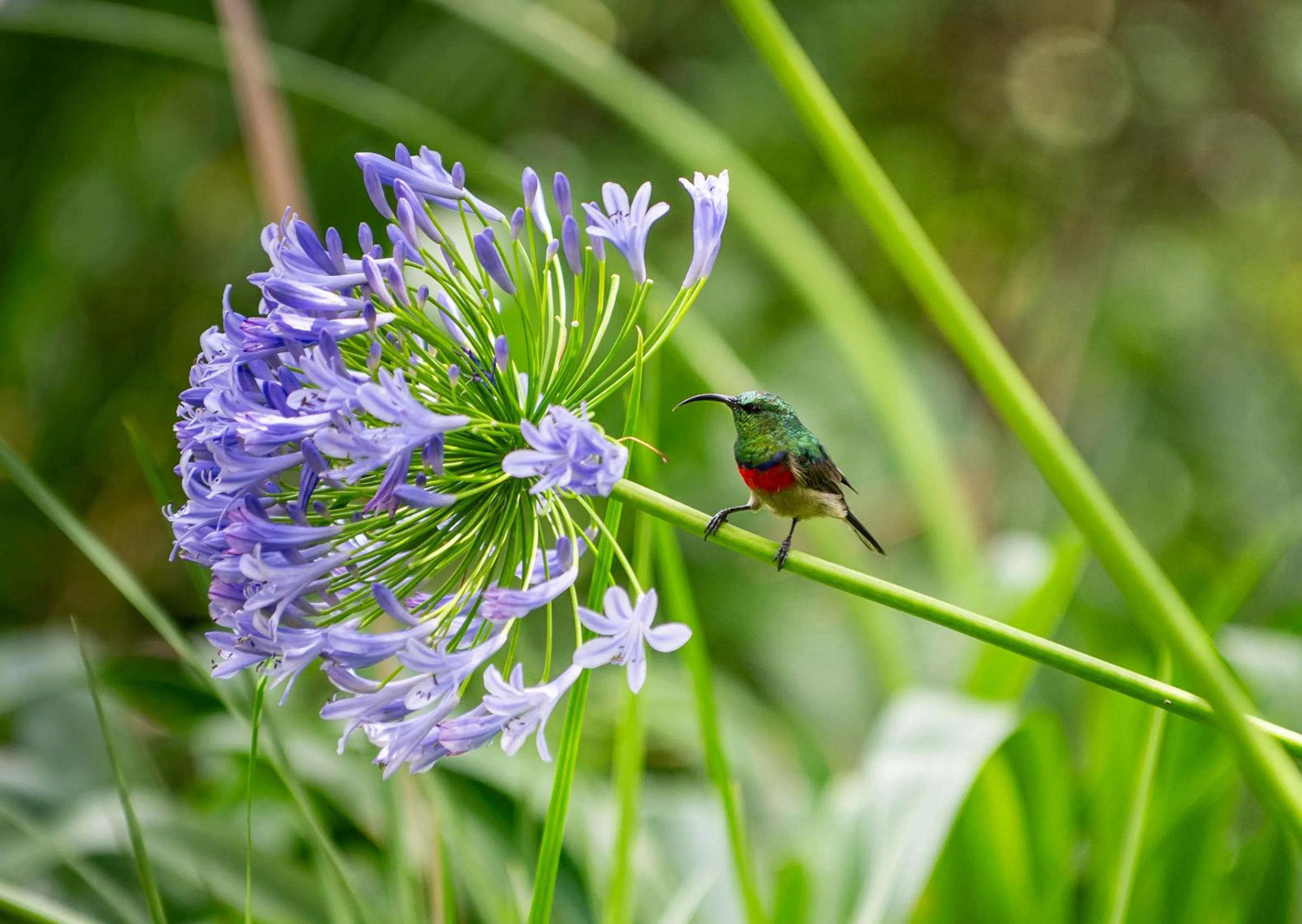 Spring in Little Switzerland Resort by Dream Resorts