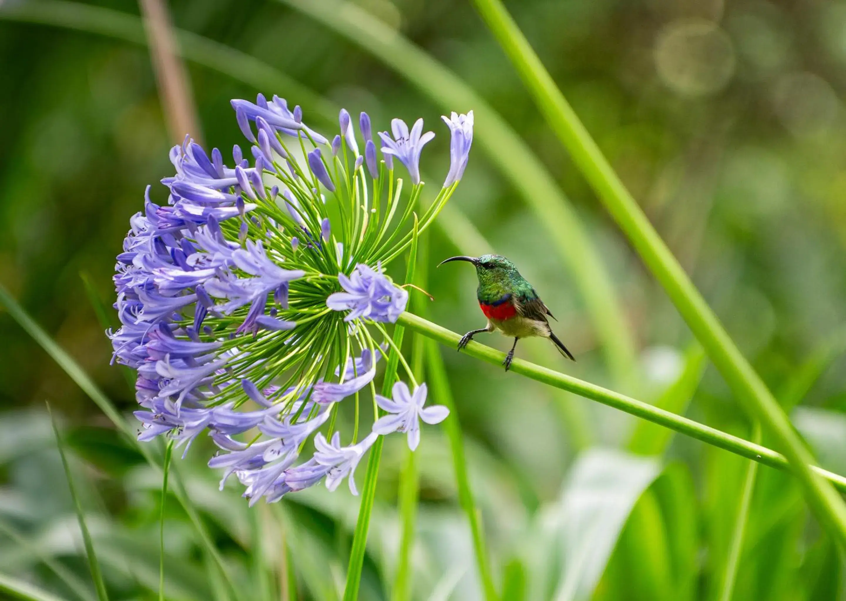 Spring in Little Switzerland Resort by Dream Resorts Spring in Little Switzerland Resort by Dream Resorts