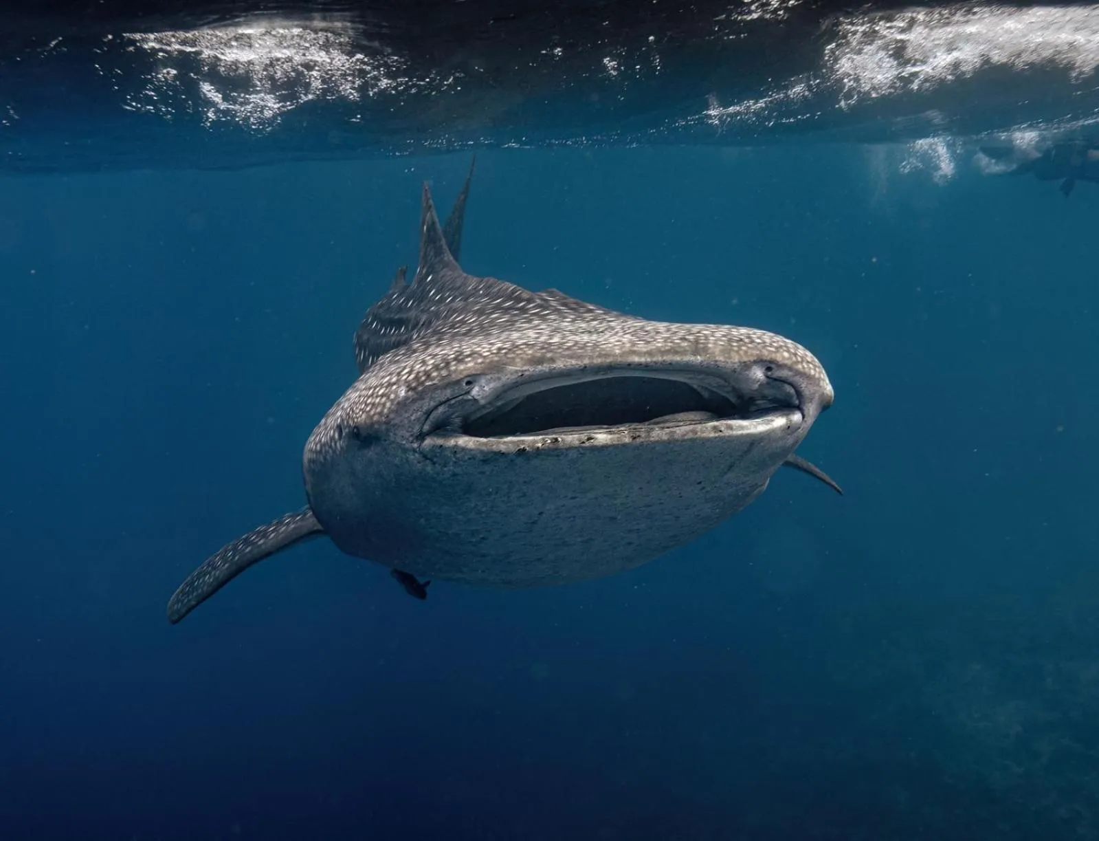 Nearby landmark in Whale Shark Boutique