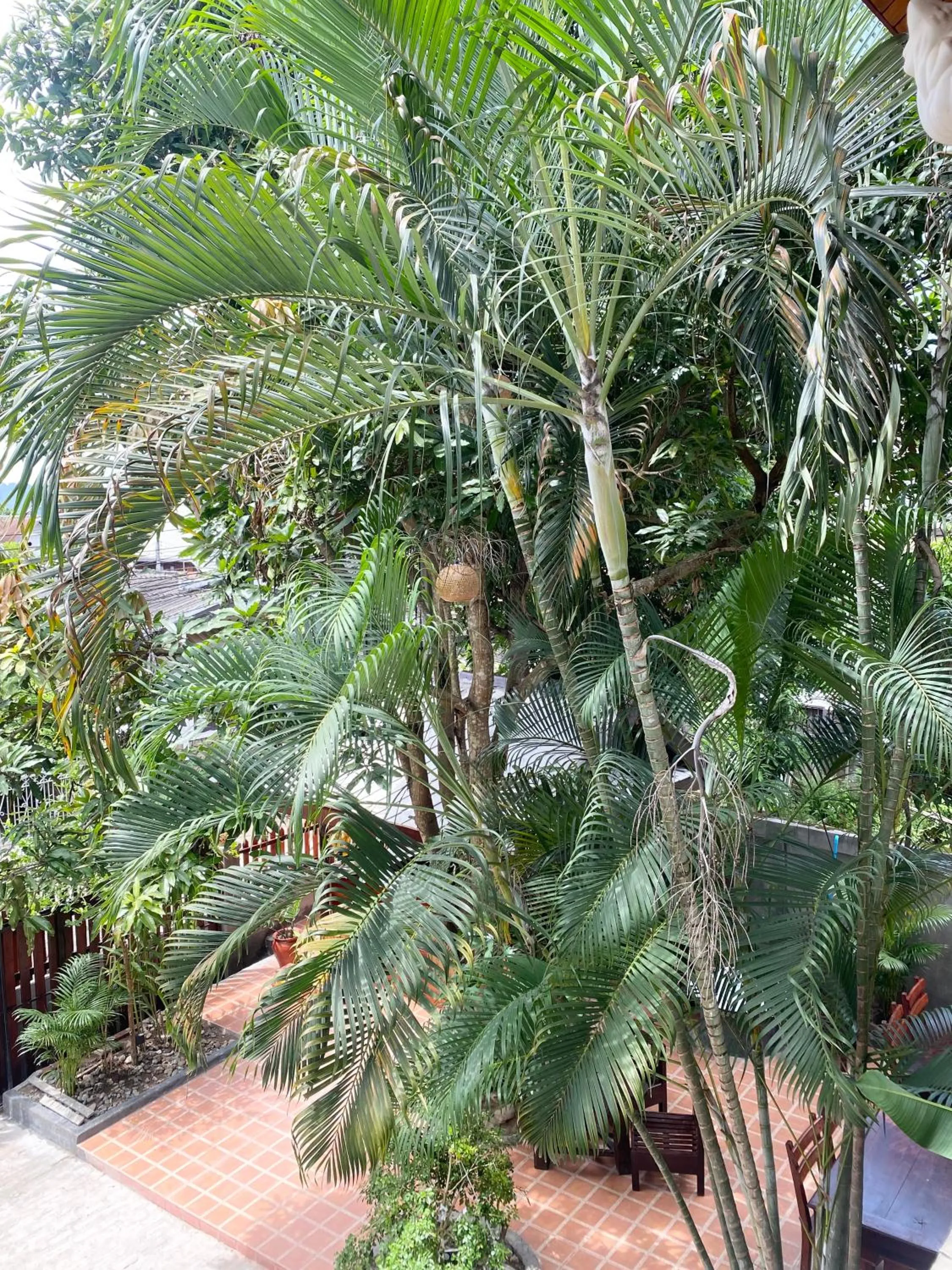 Garden in Golden Sun Hotel