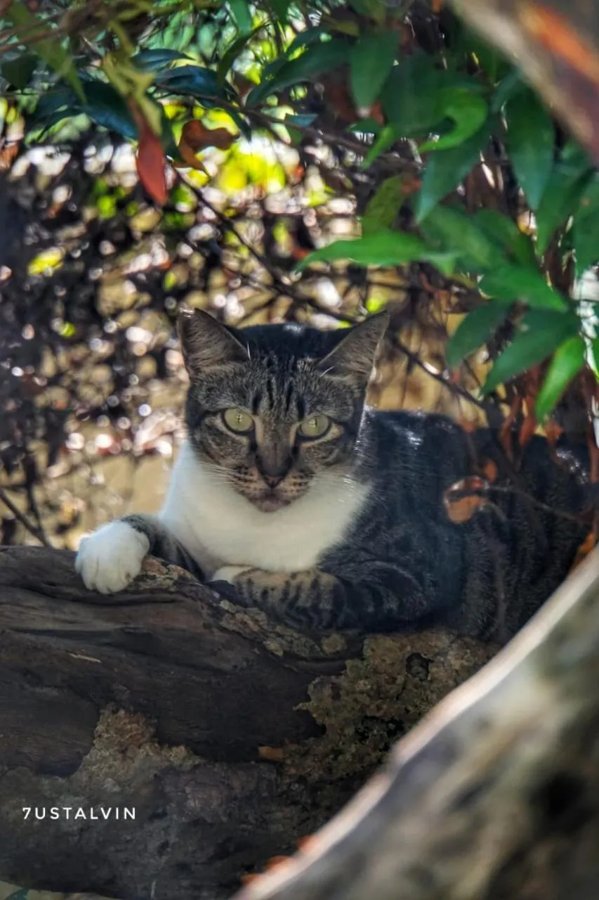 Pets in Rosseno Villa