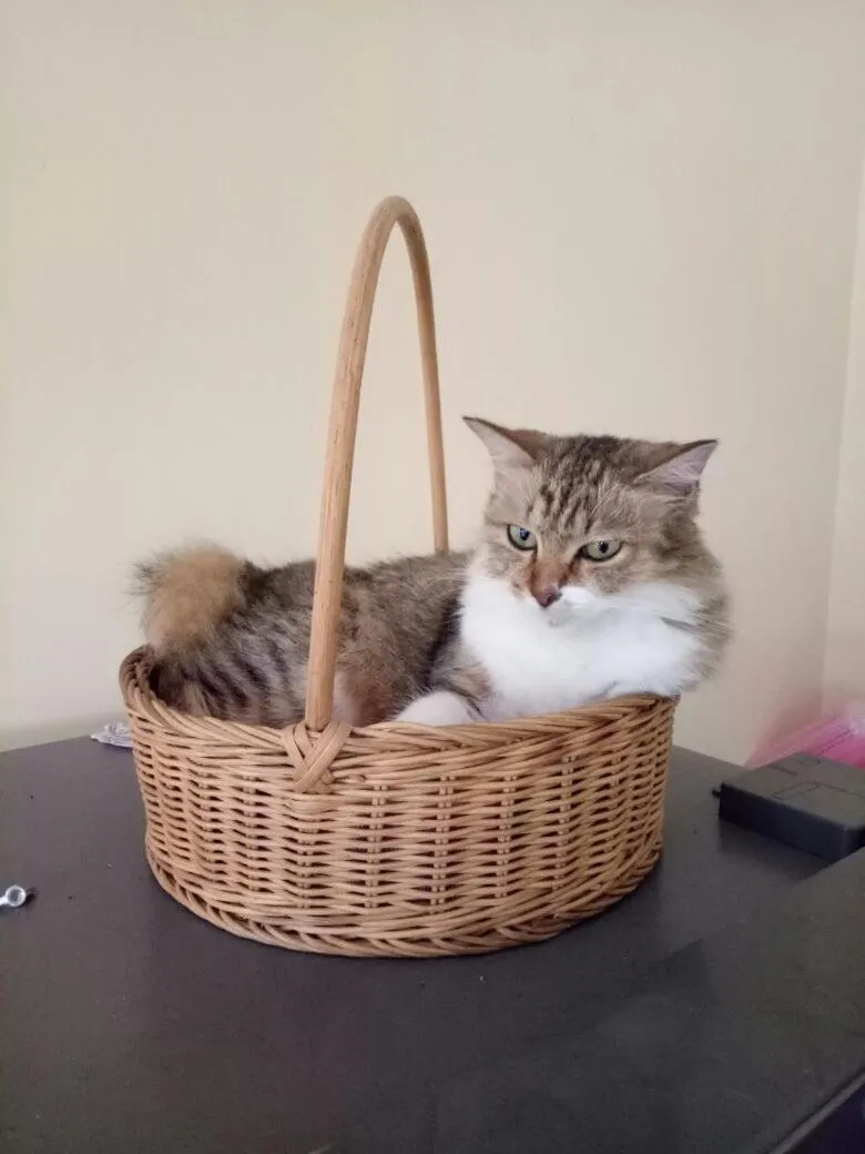 Pets in Rosseno Villa