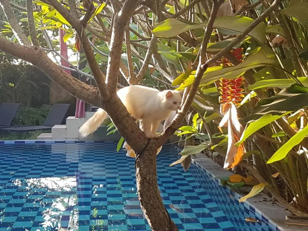 Pets in Rosseno Villa