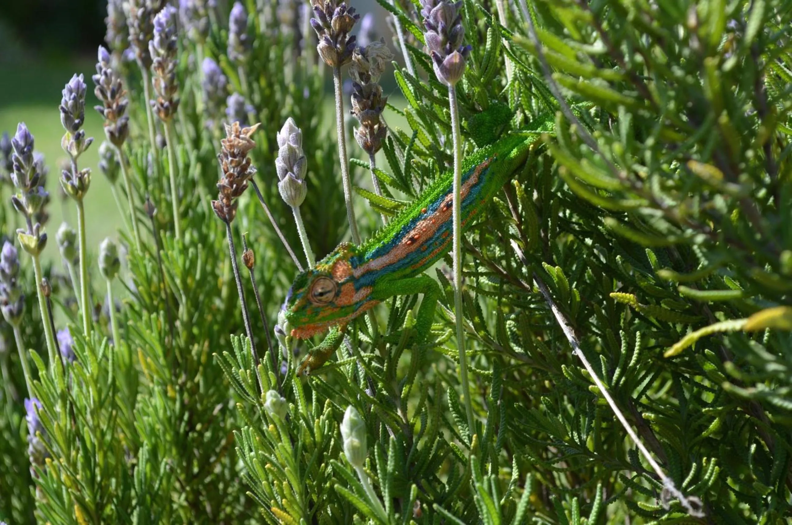 Garden in Cultivar Boutique Hotel