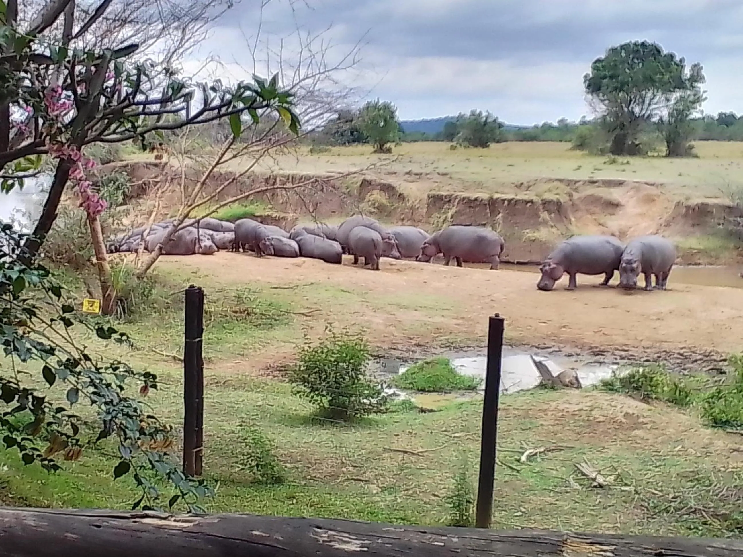 River view in Mara River Lodge
